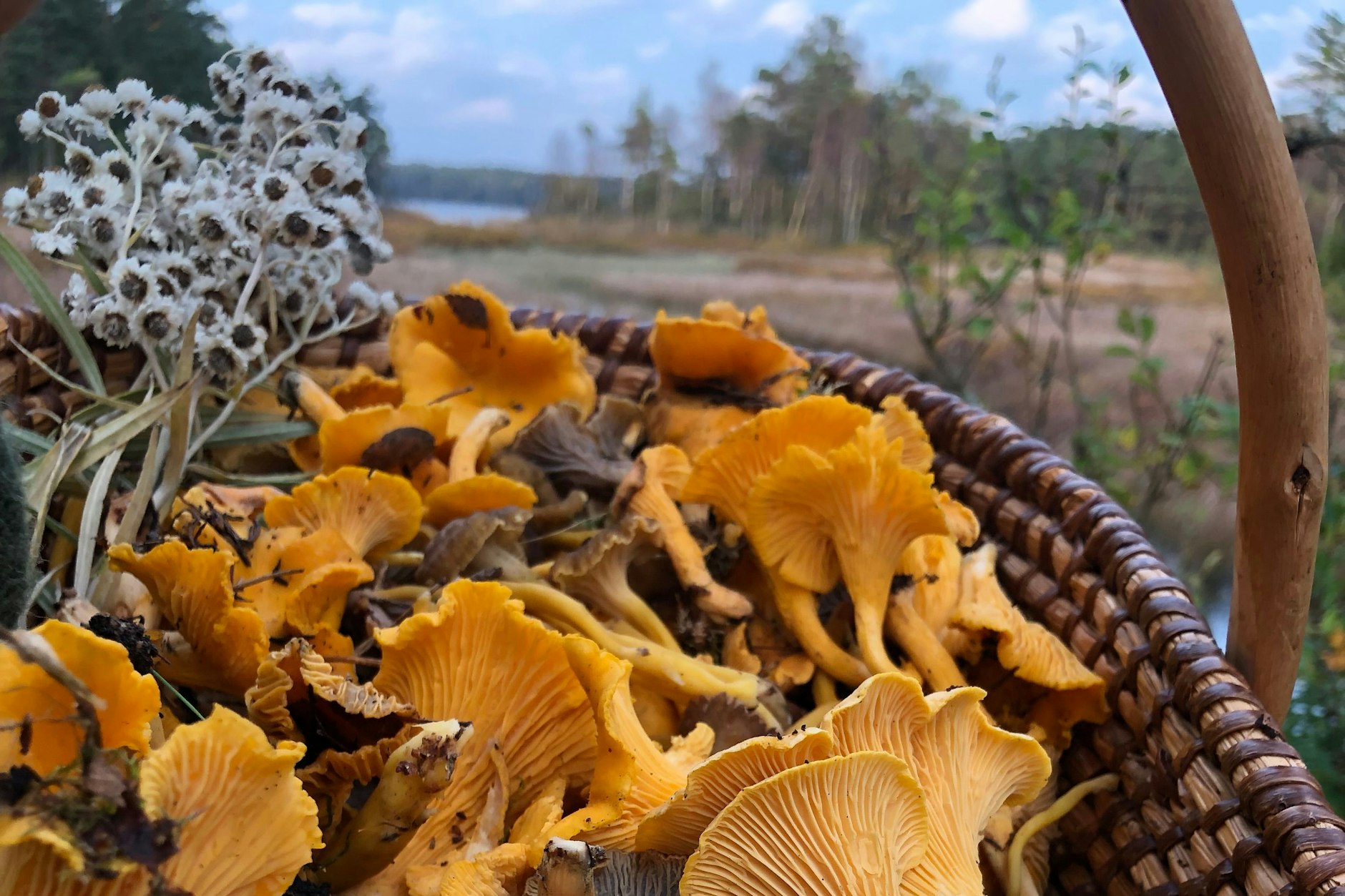 Cremige Pfifferlingssoße auf frischen Nudeln – ein herbstlicher Genuss, der die Aromen des Waldes auf den Teller bringt. Verfeinert mit frischen Kräutern und Parmesan, ist dieses Gericht ein echter Gaumenschmaus! – So säubern Sie viele Pilze schnell auf einmal!! 