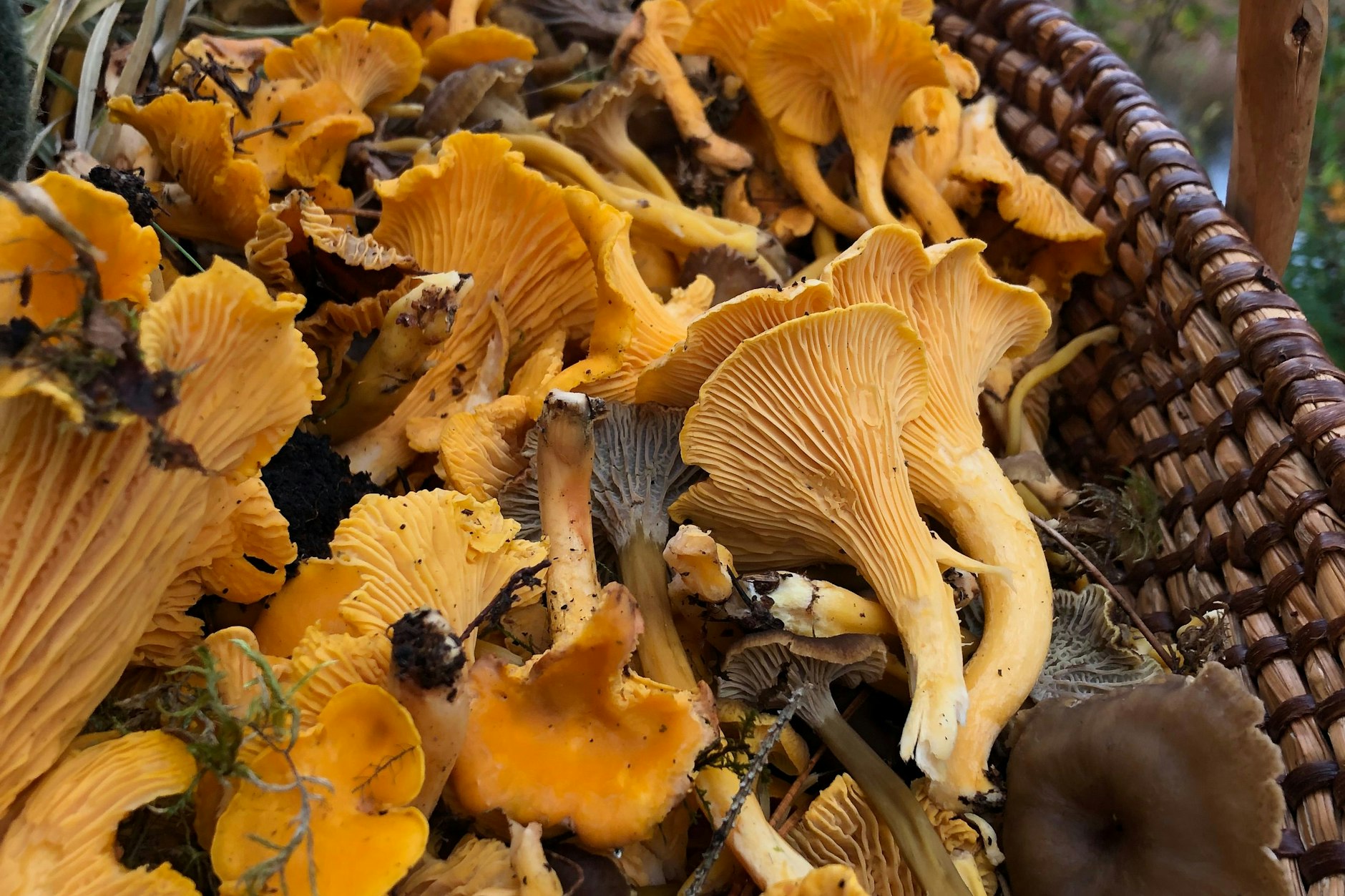 Cremige Pfifferlingssoße auf frischen Nudeln – ein herbstlicher Genuss, der die Aromen des Waldes auf den Teller bringt. Verfeinert mit frischen Kräutern und Parmesan, ist dieses Gericht ein echter Gaumenschmaus! – So säubern Sie viele Pilze schnell auf einmal!!