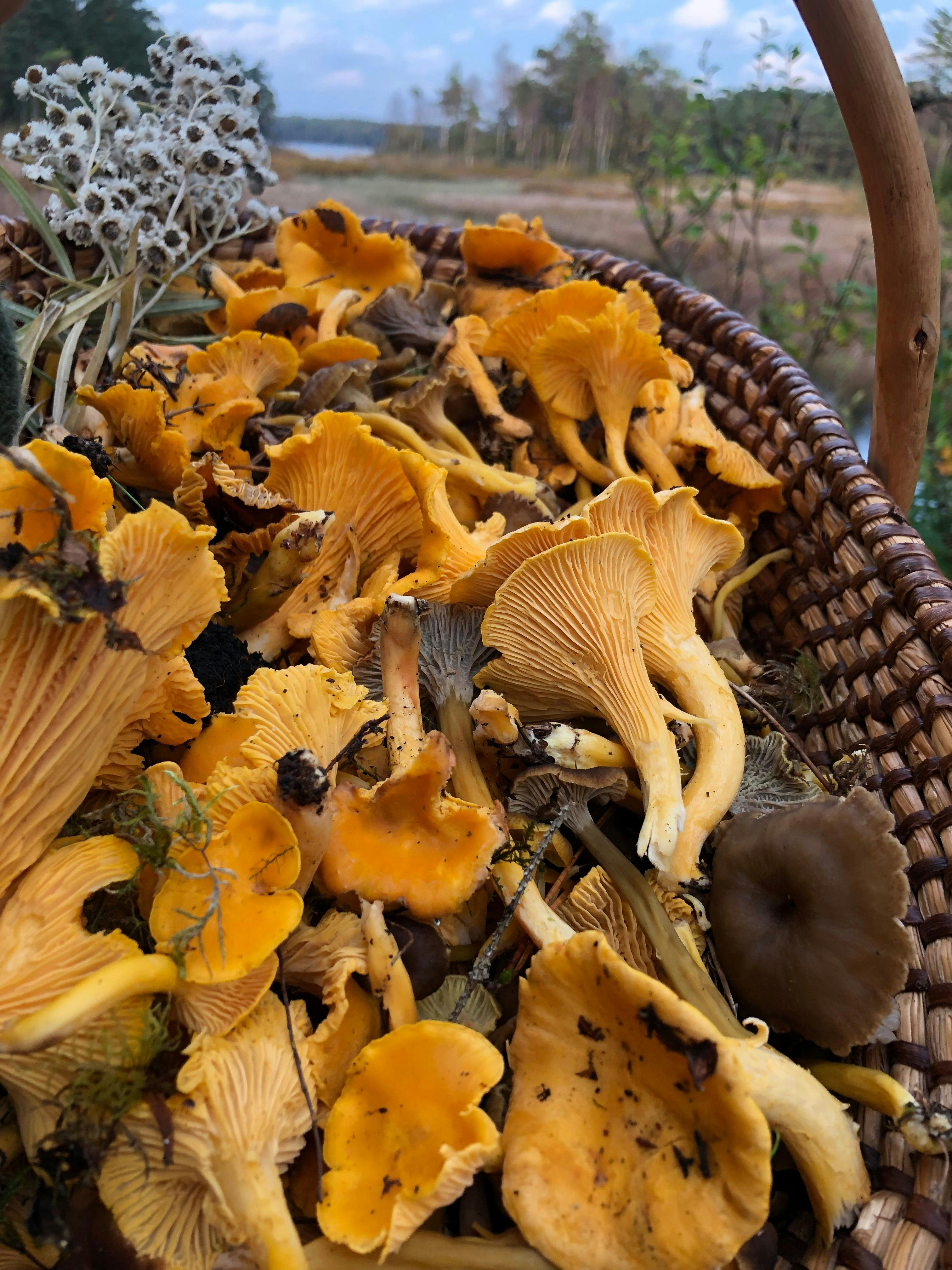 Krasser Pfifferling-Trick aus Schweden: Viele Pilze auf einmal putzen