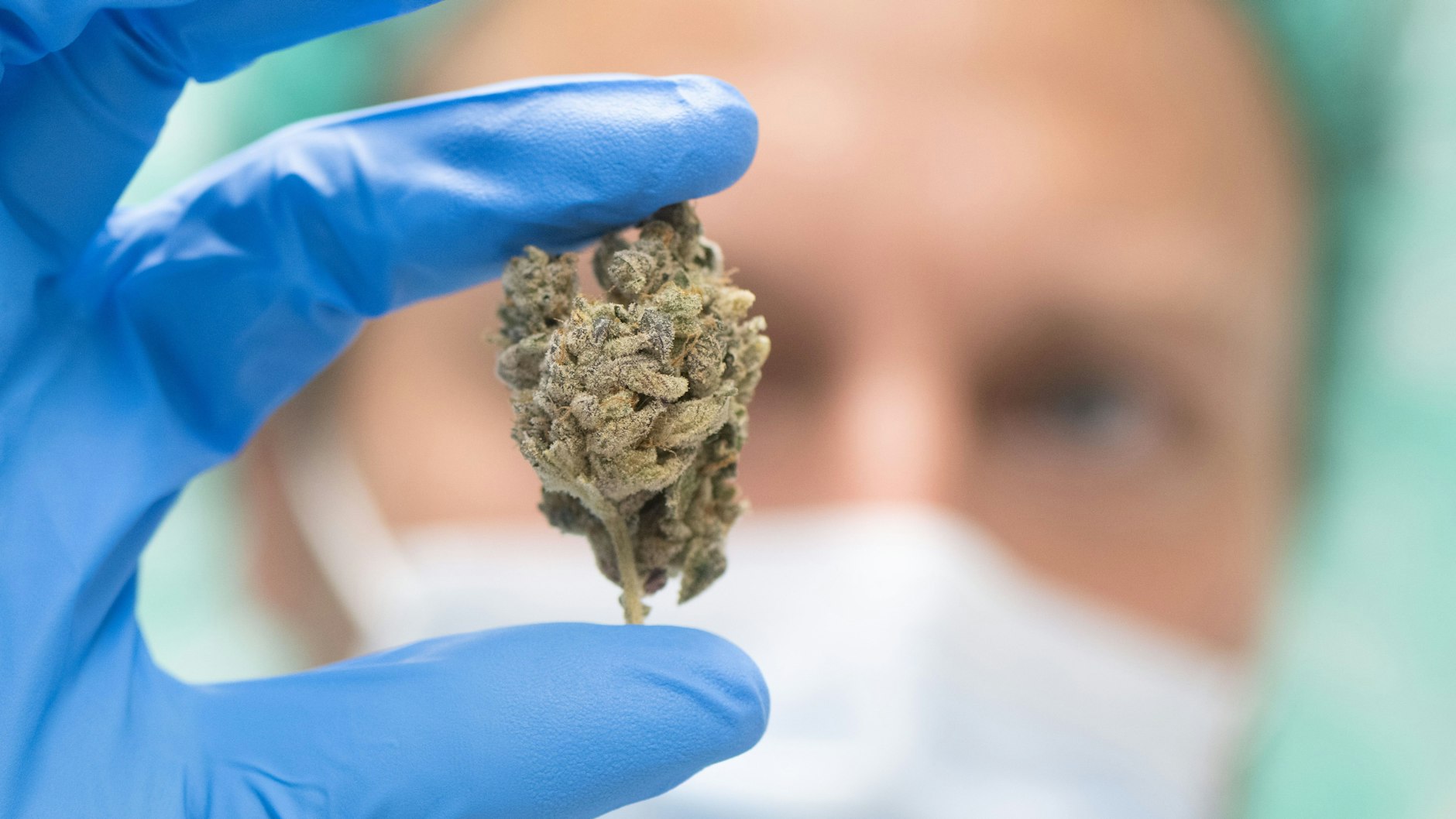 So sieht Cannabis aus, der für medizinische Zwecke hergestellt wird. Zum Kiffen ist er offenbar ideal.