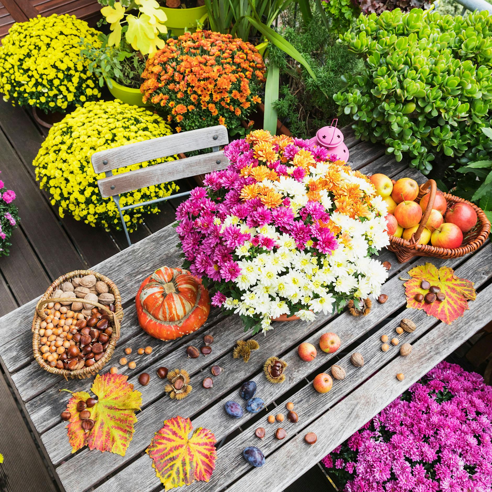 Was im Herbst pflanzen? Die besten Pflanzen für Balkon und Garten