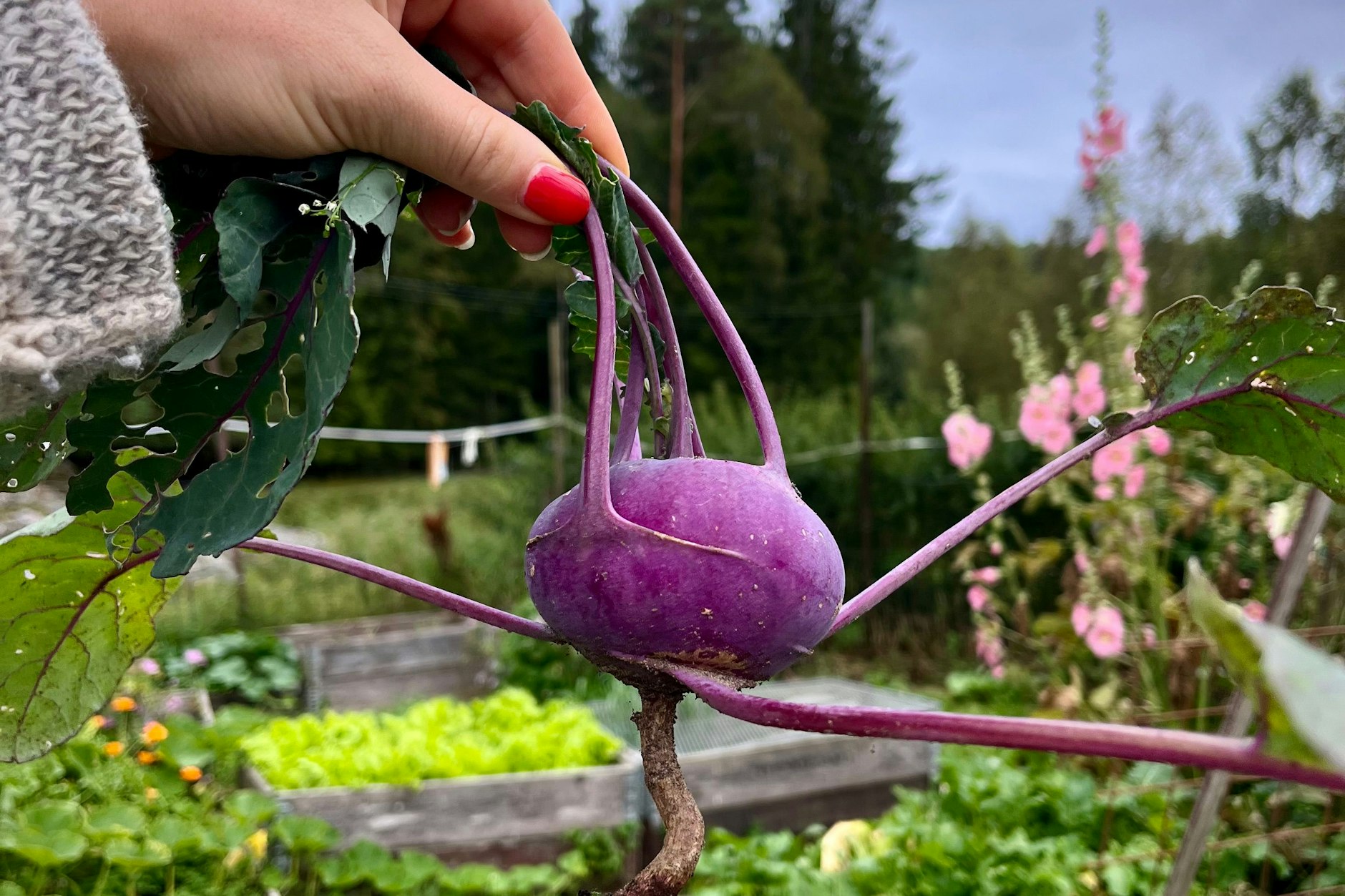 Frisch geerntet und direkt auf den Teller: Knackige Kohlrabi aus dem Garten – perfekt zum Snacken, wenn der Hunger sich schon meldet, während die Kürbissuppe noch köchelt.
