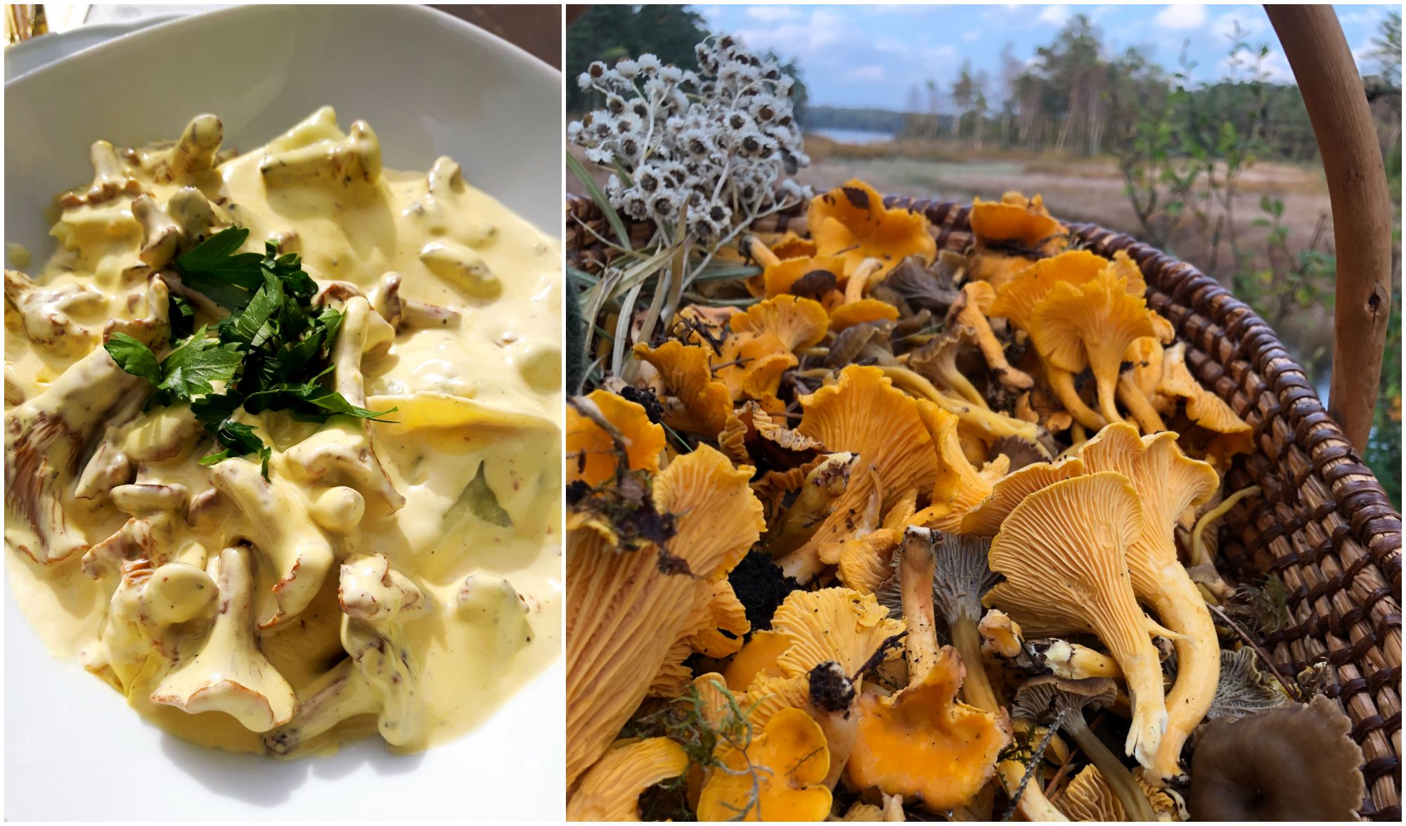 Krasser Pfifferling-Trick aus Schweden: Viele Pilze auf einmal putzen