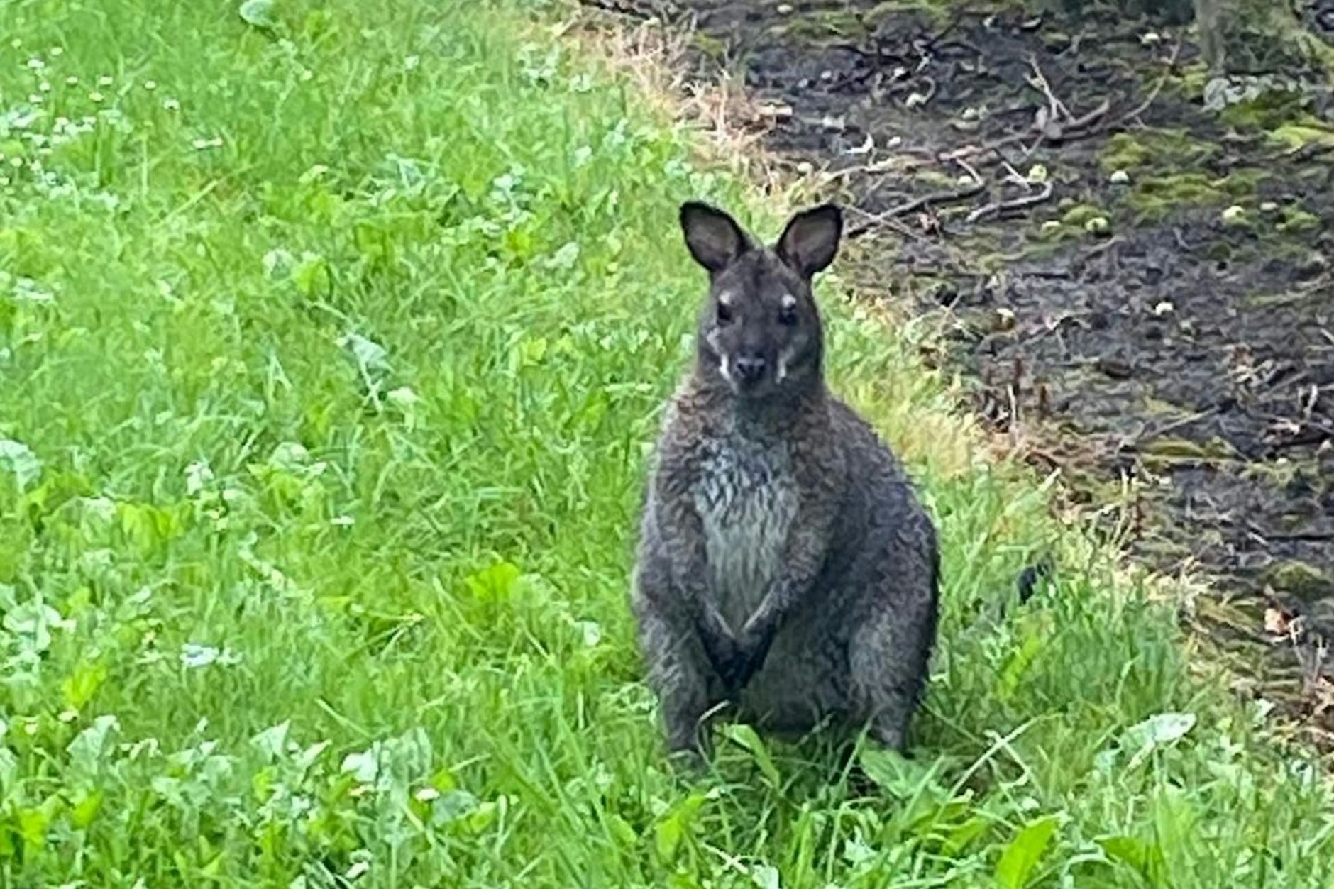Ein Känguru sitzt auf einer Wiese. Polizisten haben das Tier im Landkreis Stade entdeckt. Es soll in den Serengeti-Park Hodenhagen gebracht werden.