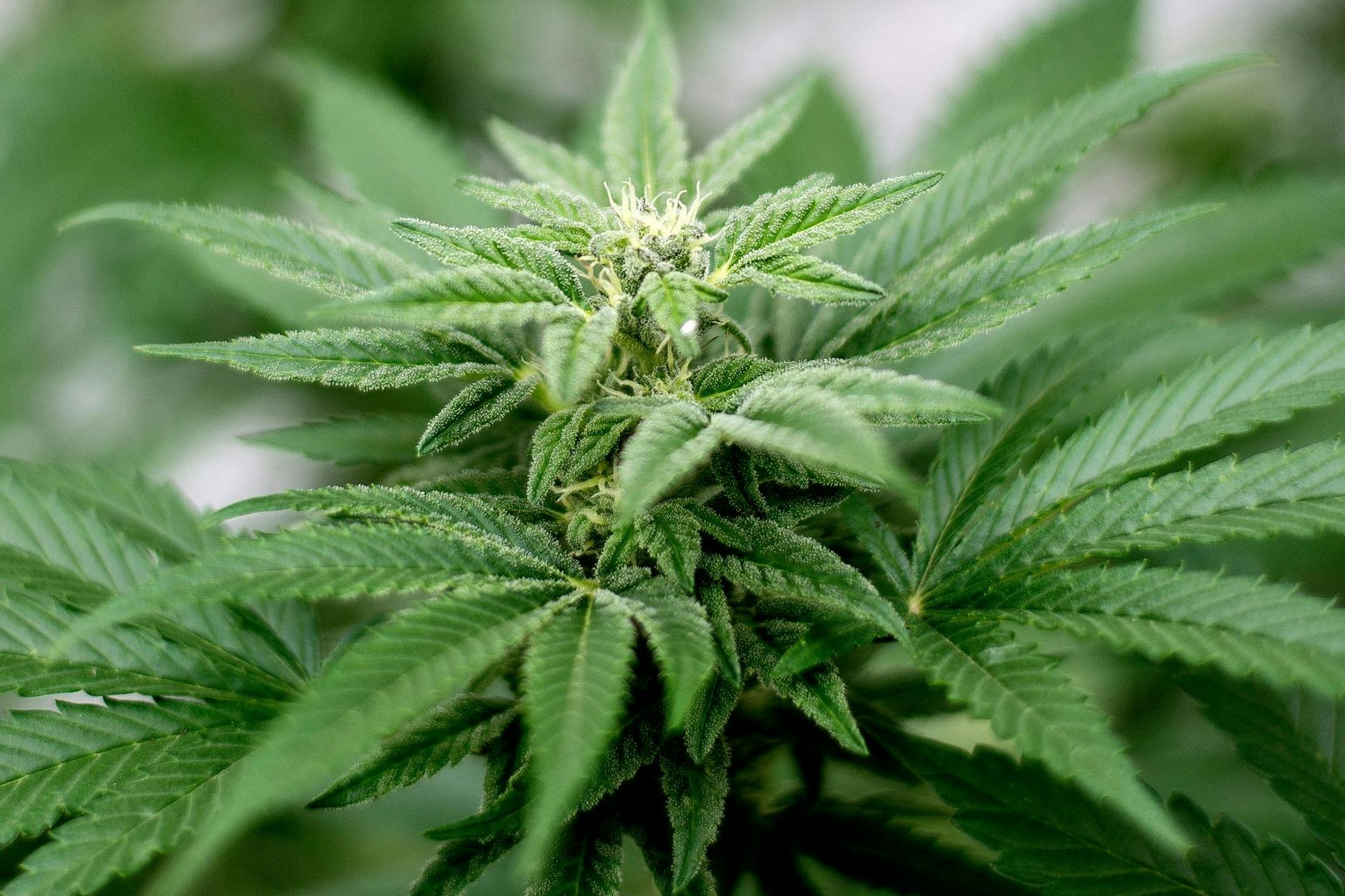 Privater Cannabis-Anbau ist seit dem 1. April legal. 