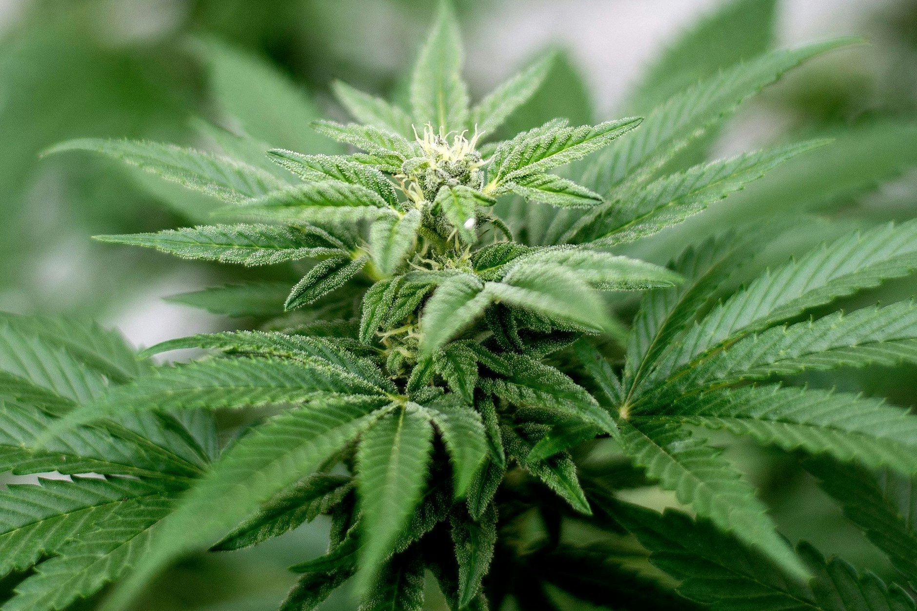 Privater Cannabis-Anbau ist seit dem 1. April legal.&nbsp;