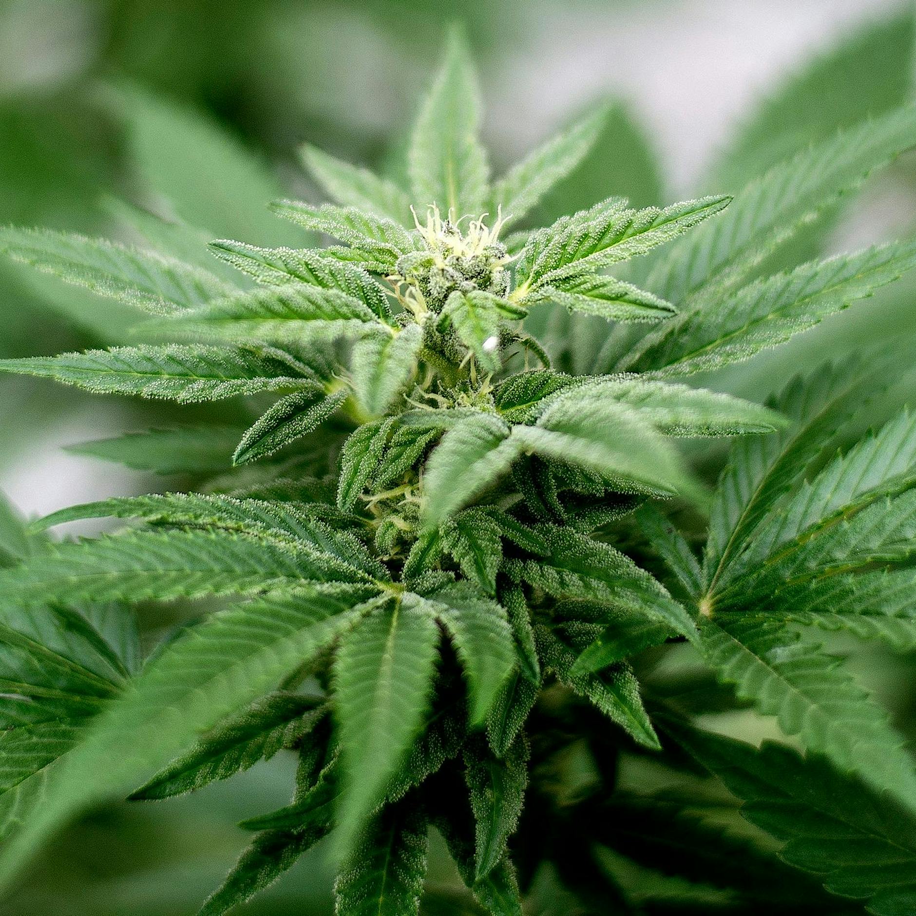 Streit um Cannabis-Anbau beendet: Dieses Amt ist in Berlin zuständig