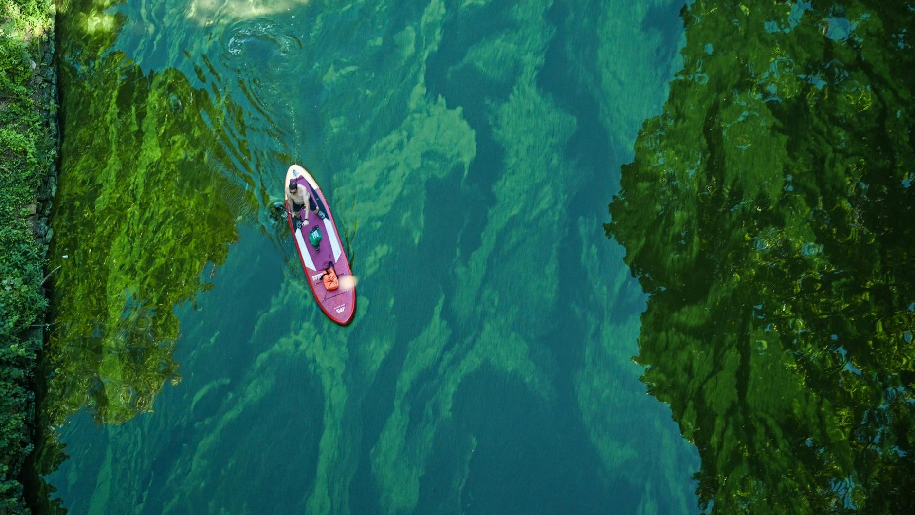 Besonders an den von der Havel gespeisten Seen blüht derzeit die Blaualge - die lässt trotz ihres Namens das Gewässer grün erscheinen.