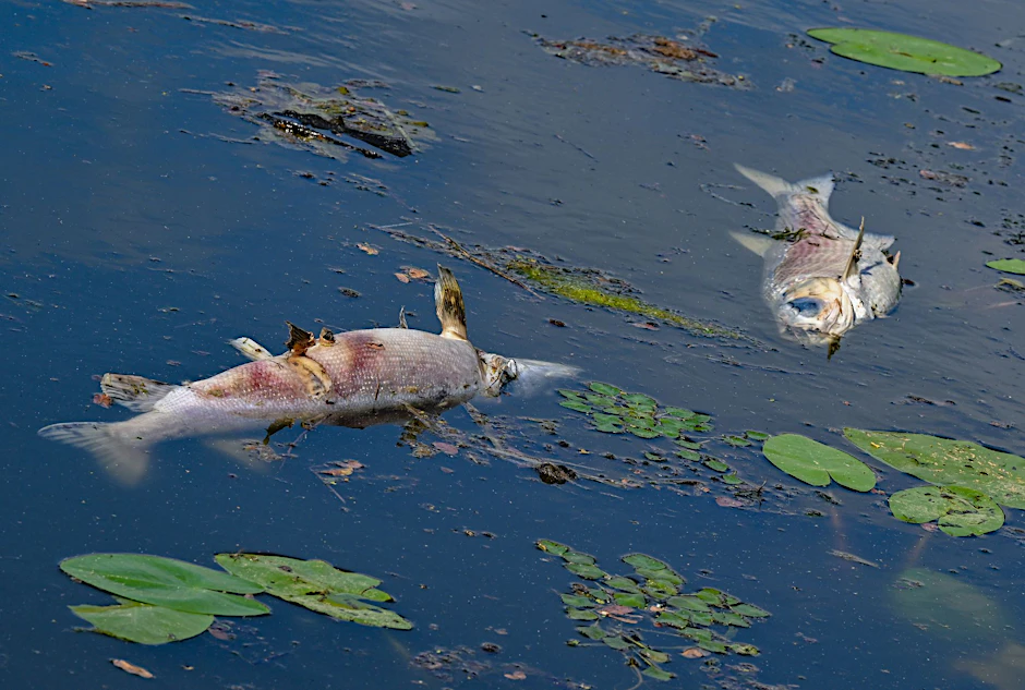 Zwei große tote Fische treiben an der Wasseroberfläche.