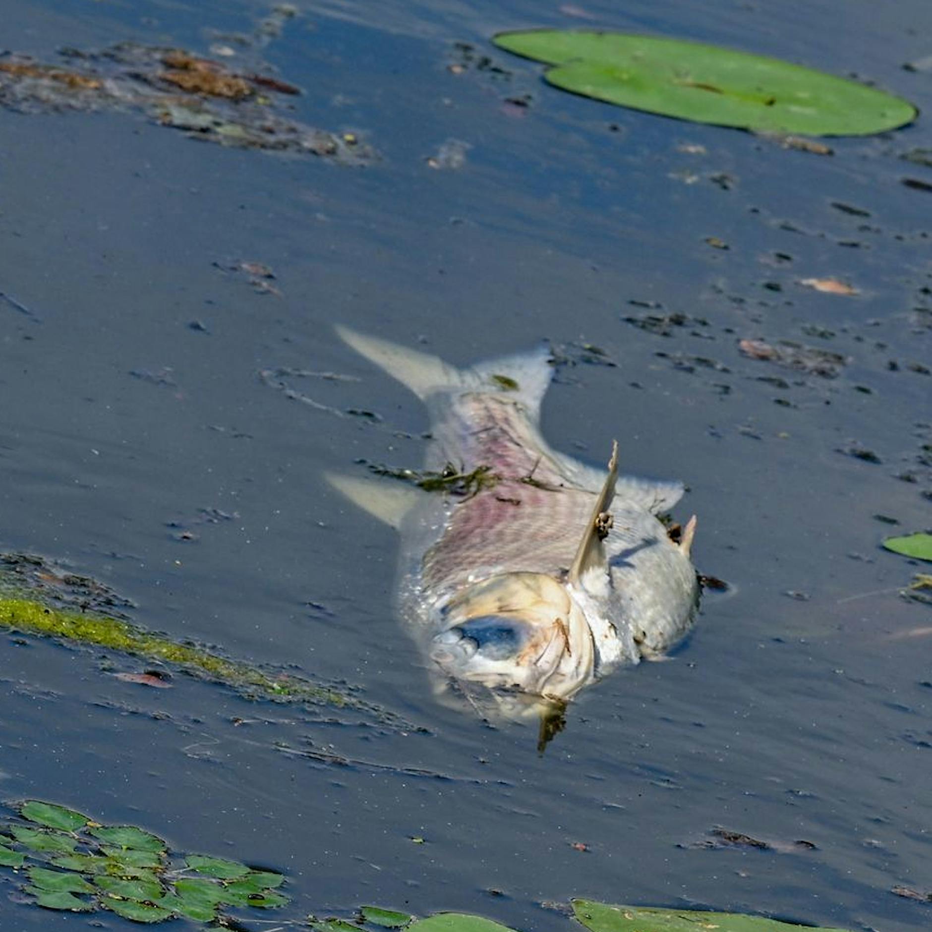 Gegen Goldalgen: Polen leitet Wasserstoffperoxid in Gleiwitzer Kanal