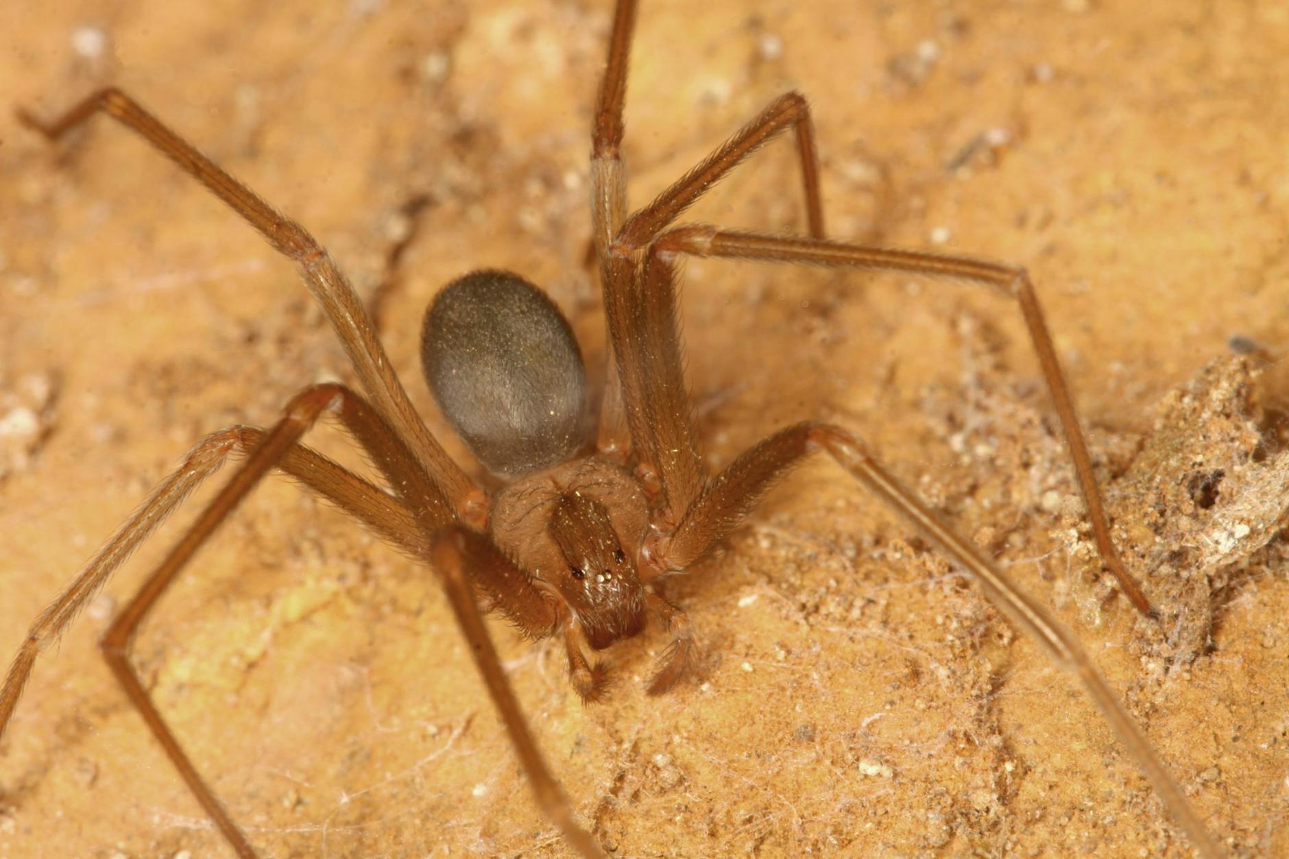 Ein Weibchen der Braunen Violinspinne (Loxosceles rufescens)