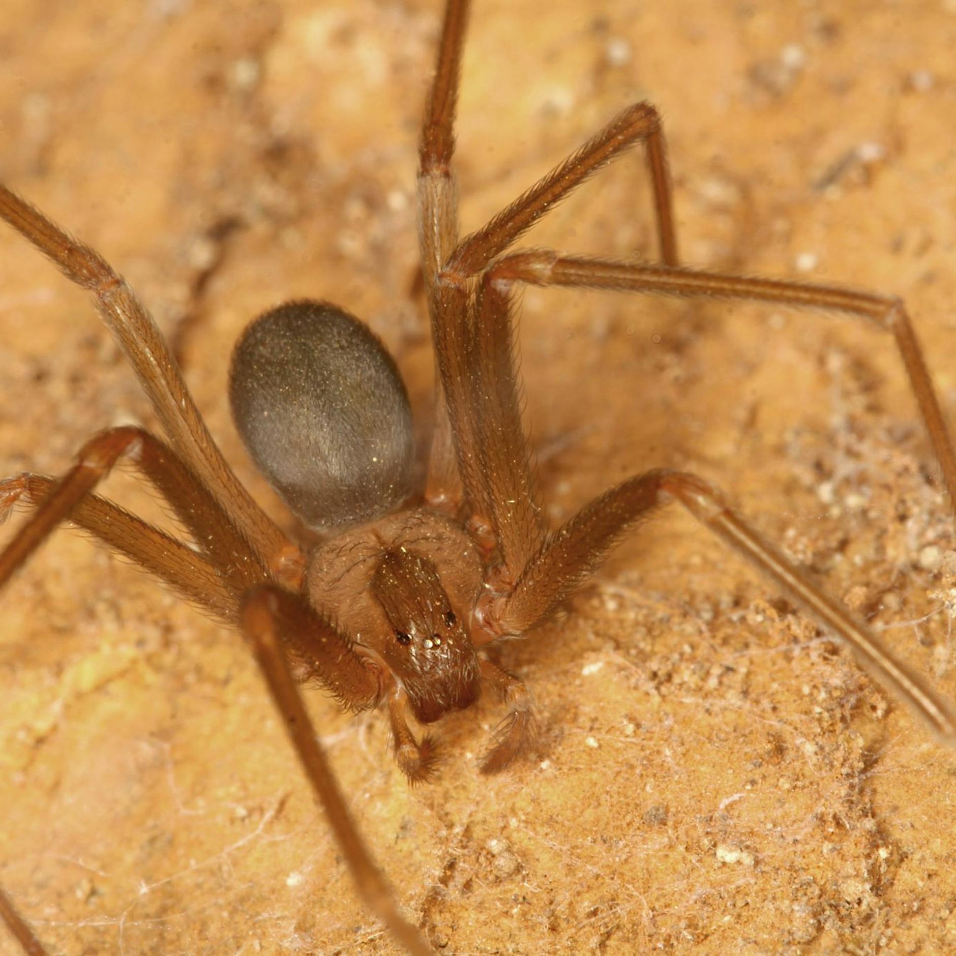 Violinspinne: Wie gefährlich ist ein Biss und müssen Touristen Angst haben?