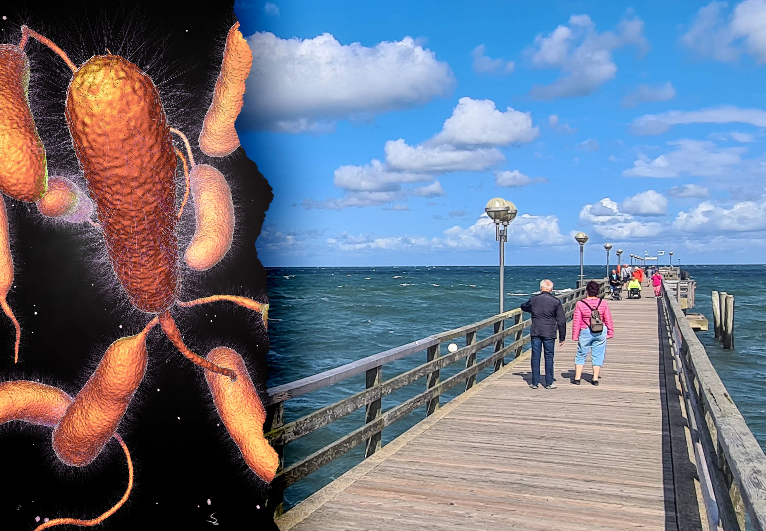 Vibrionen in der Ostsee: So gefährlich sind die Killer-Keime für SIE!