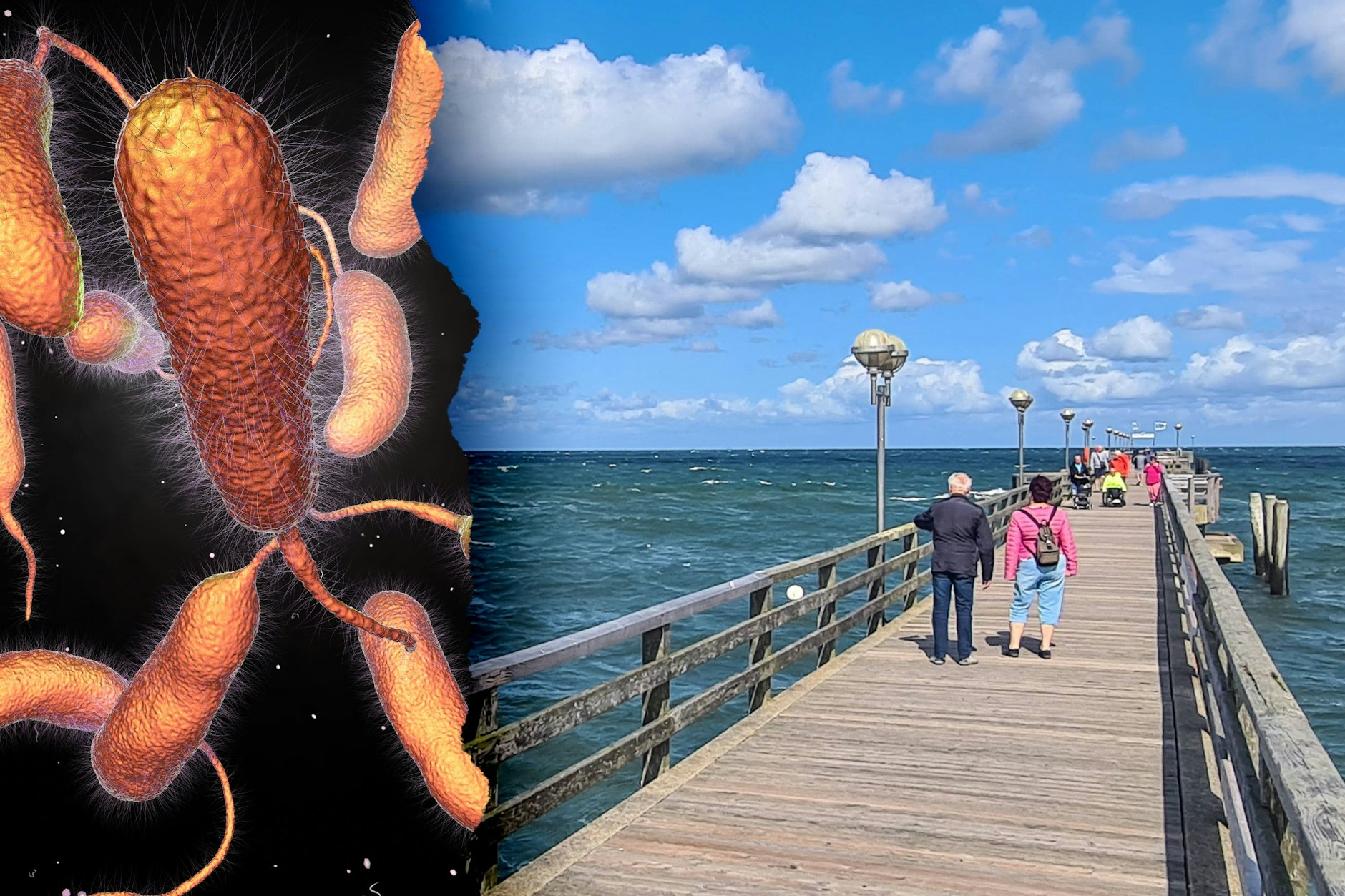 Sie tummeln sich im Ostsee-Wasser - und werden das in der Zukunft noch häufiger tun: Vibrionen. In Mecklenburg-Vorpommern gab es dieses Jahr schon zwei Todesfälle.