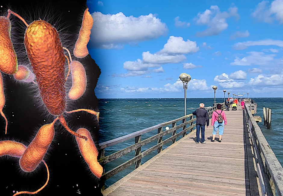 Sie tummeln sich im Ostsee-Wasser - und werden das in der Zukunft noch häufiger tun: Vibrionen. In Mecklenburg-Vorpommern gab es dieses Jahr schon zwei Todesfälle.