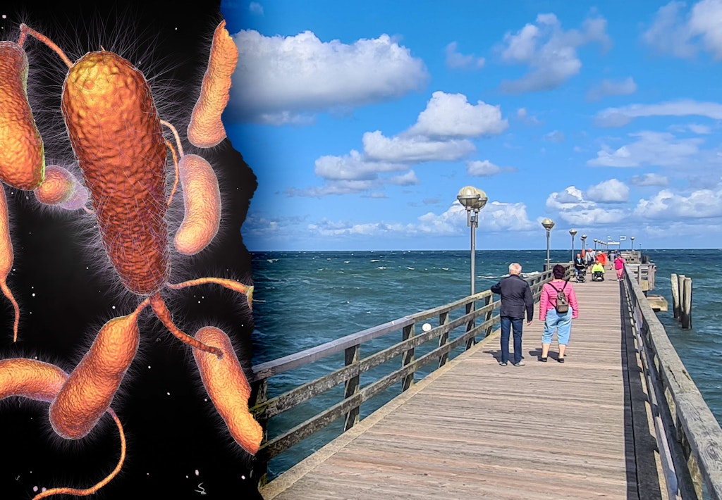 Was Sind Vibrionen In Der Ostsee Vibrionen in der Ostsee: So gefährlich sind die Killer-Keime für SIE!
