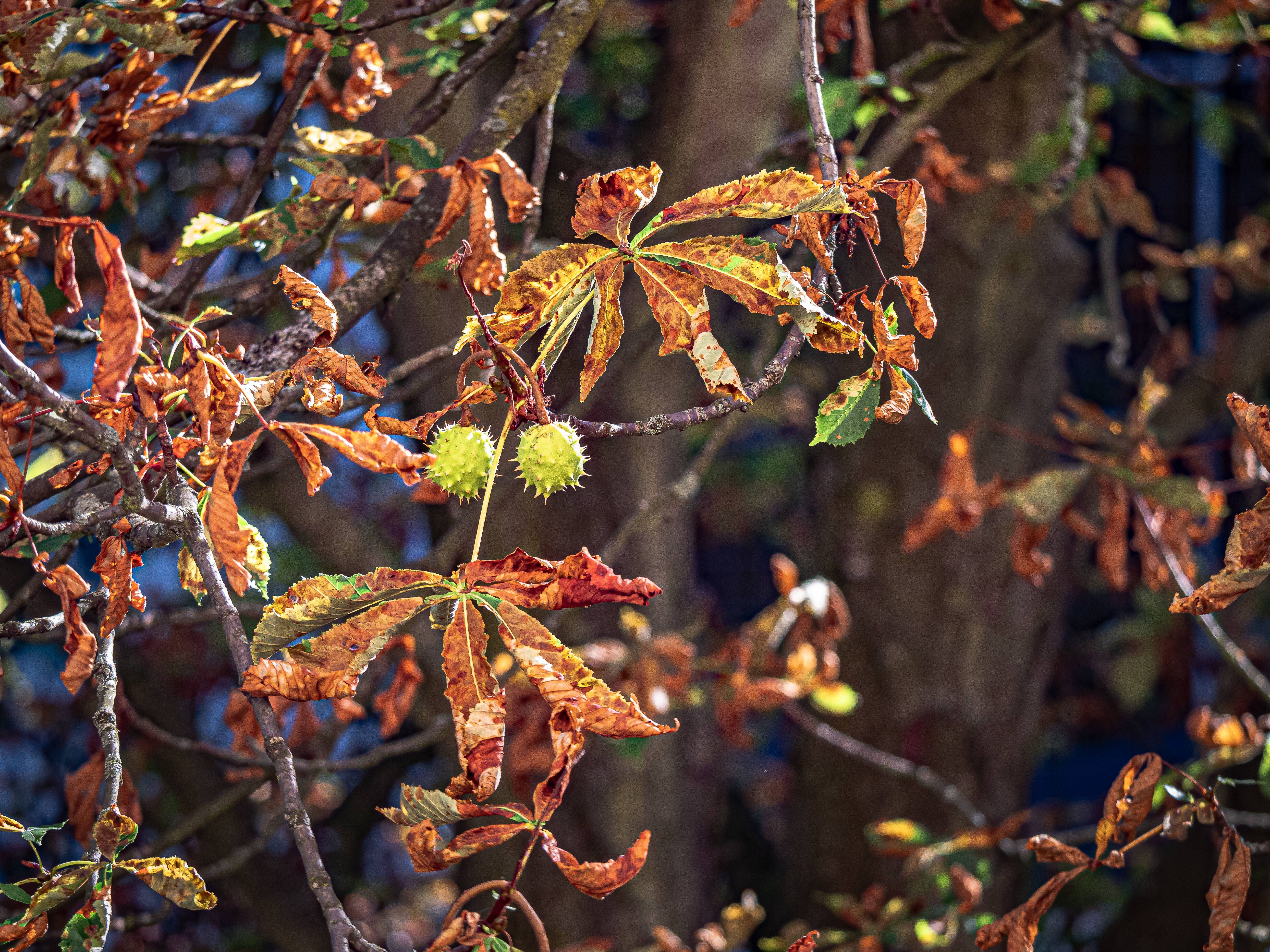 Image - Miniermotten-Terror: Hilfe, Berlins Blätter werden schon braun!