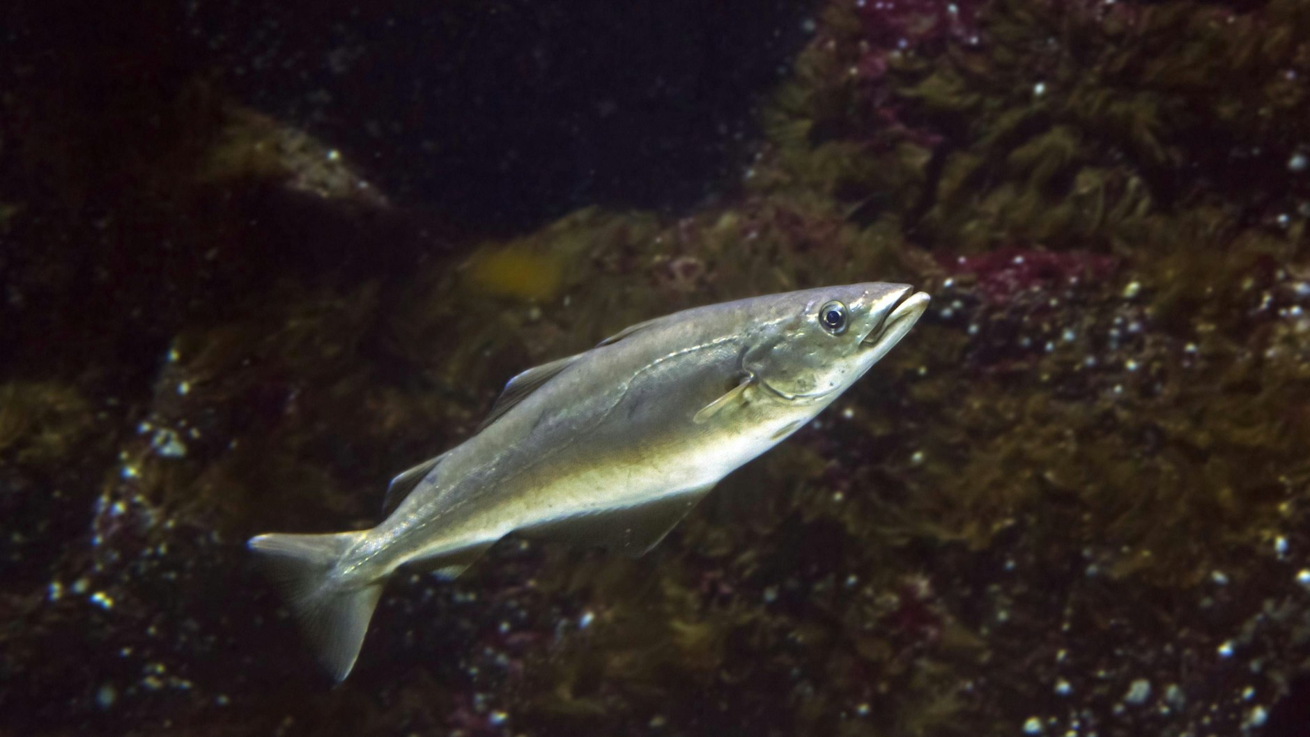 Herzstück jedes Fischstäbchens: Der Alaska-Seelachs ist der zweitbeliebteste Speisefisch der Deutschen.