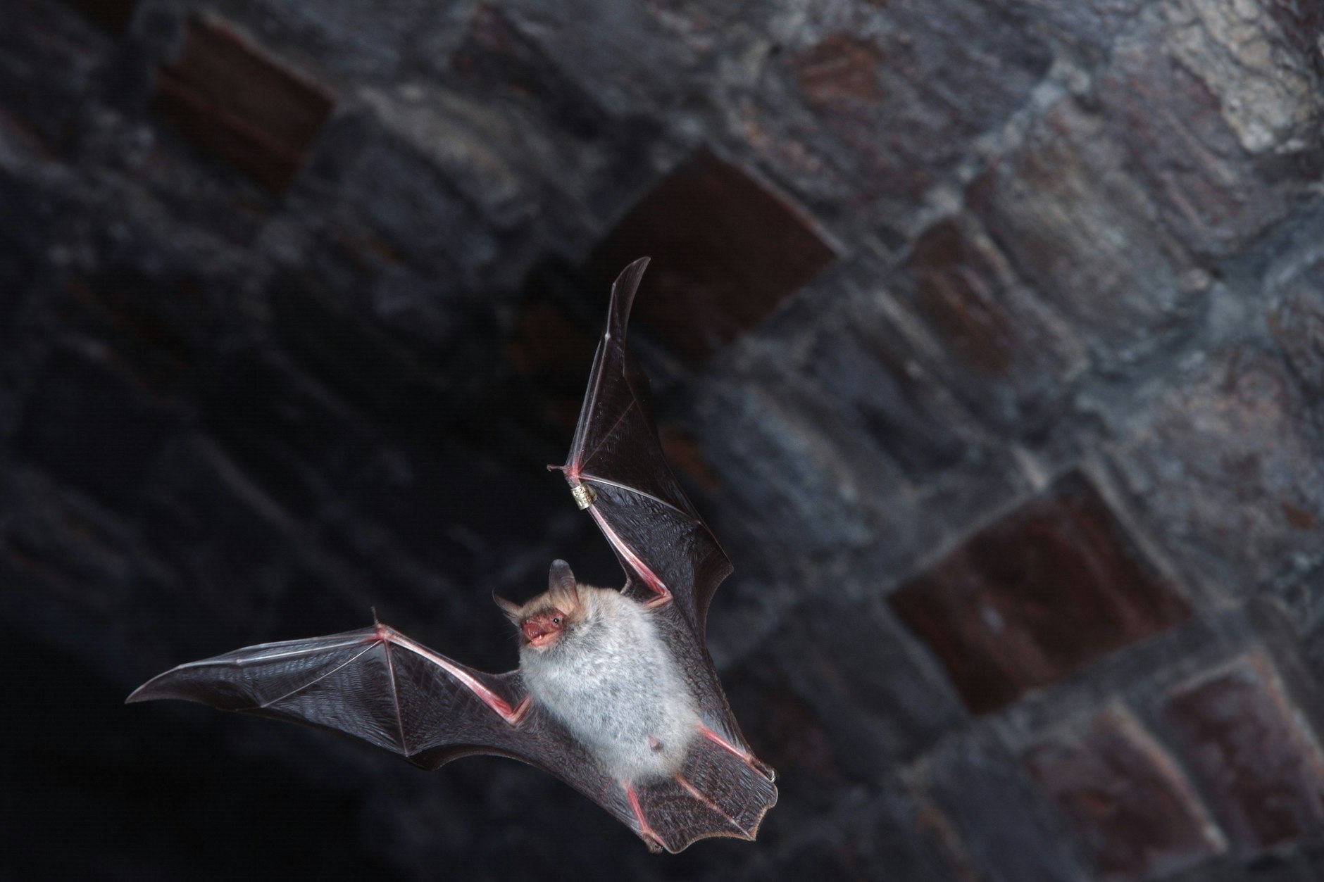 Fledermausbegeisterte laden am Wochenende in mehr als 38 Ländern zur Internationalen Batnight ein. Veranstalter ist das Europäische Büro für Fledermausschutz (Eurobat), wie der Naturschutzbund (Nabu) als Co-Veranstalter in Deutschland am Donnerstag in Berlin mitteilte.