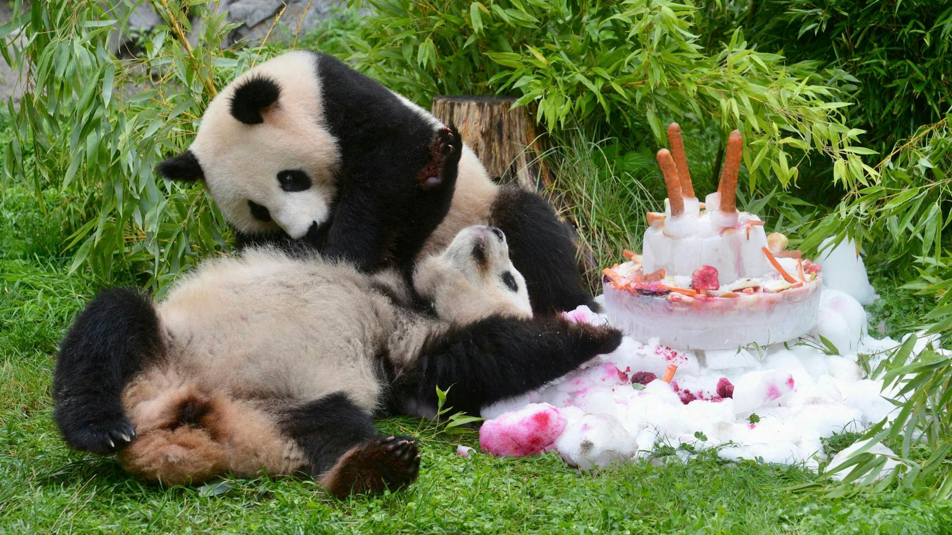 So haben Pit und Paule ihren vierten Geburtstag gefeiert.