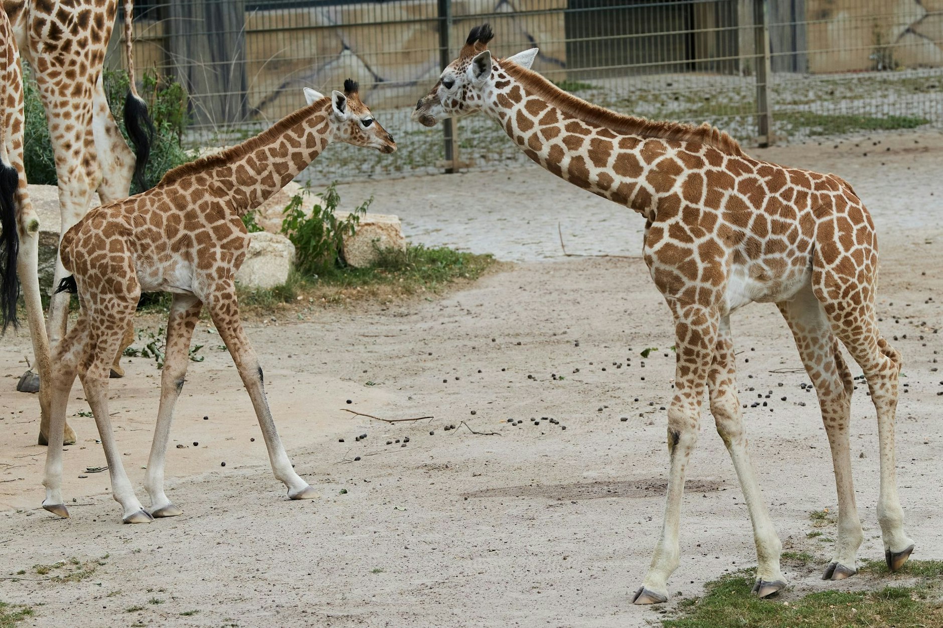 Die beiden jüngsten Familienmitglieder der Giraffenherde im Tierpark, Emily (li.) und Berti (re.), wurden am Donnerstag auf ihre Namen getauft. 