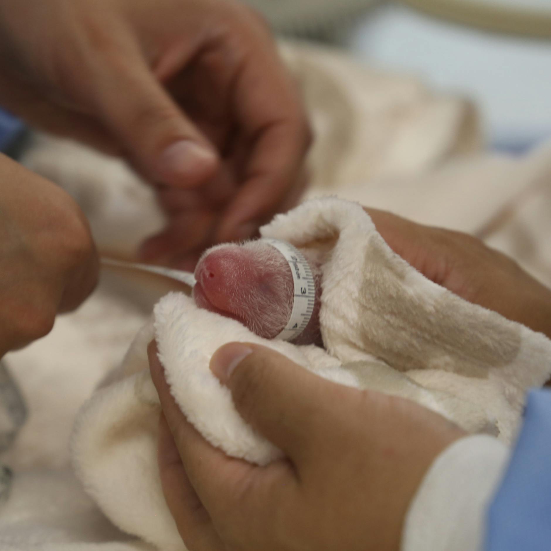 Die Panda-Babys im Zoo Berlin sind noch richtig winzig.