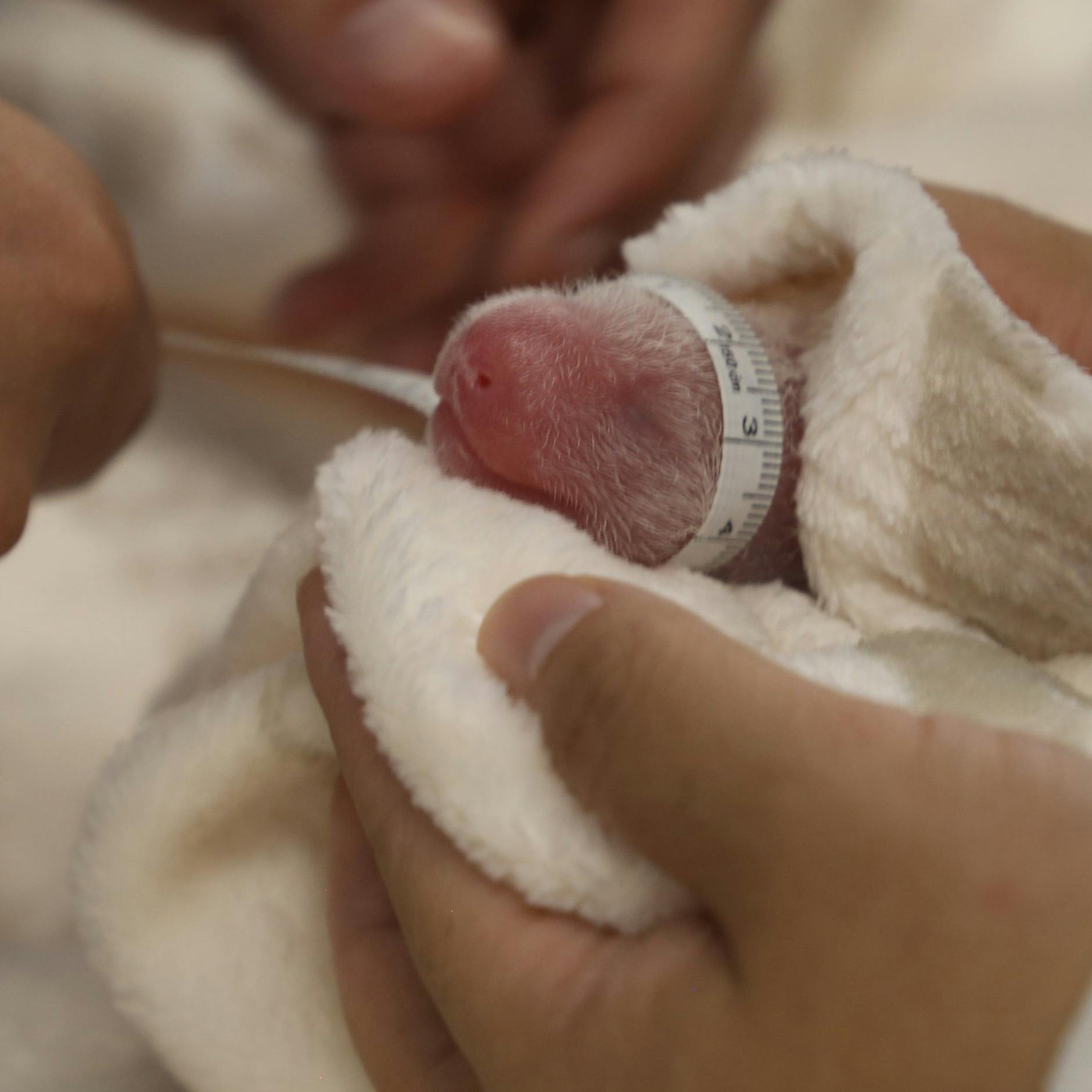 Panda-Babys da! DAS passiert mit den Bären-Zwillingen im Zoo Berlin