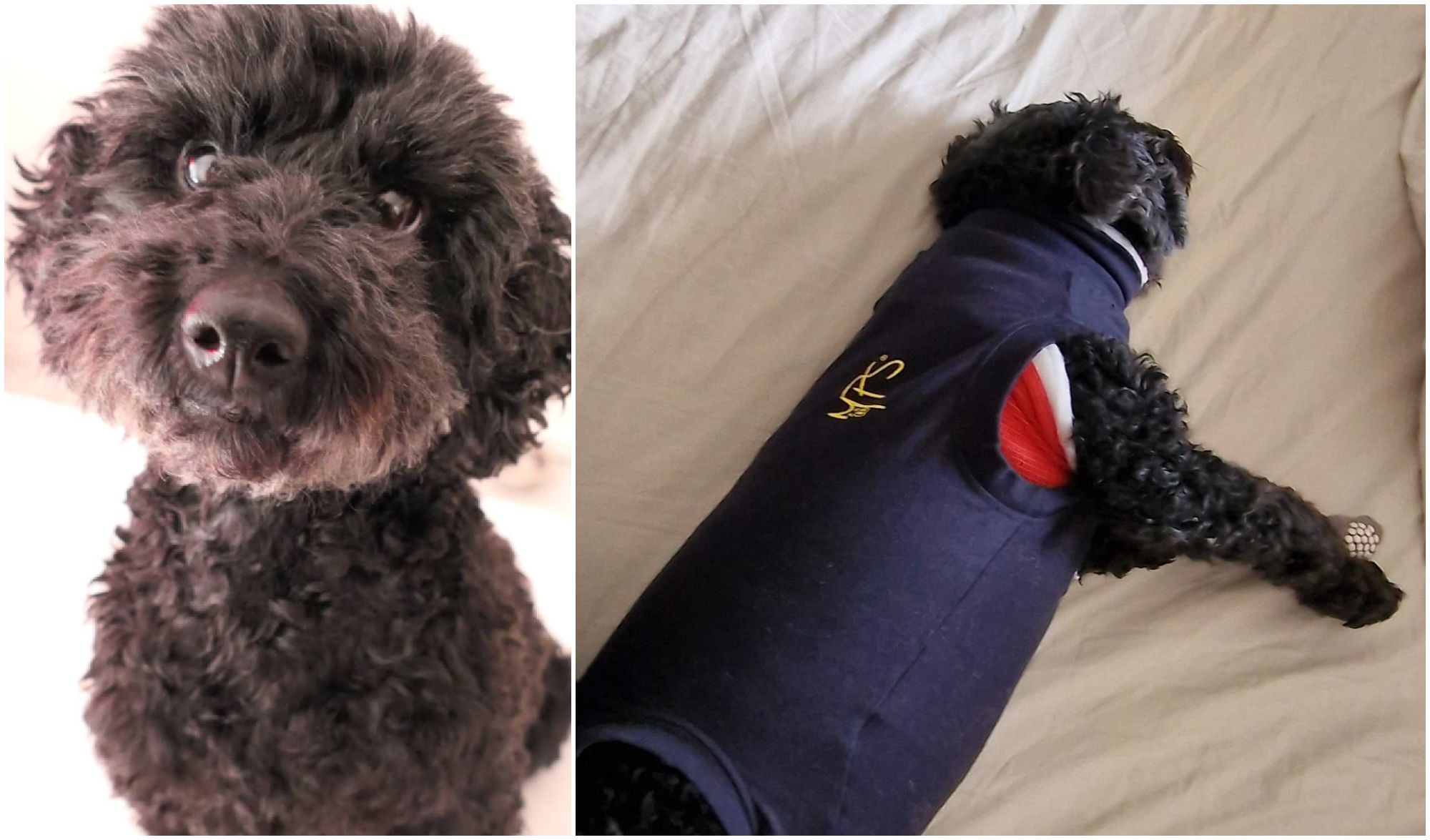 Blutiger Hundeterror auf Tempelhofer Feld: Zeugen gesucht!