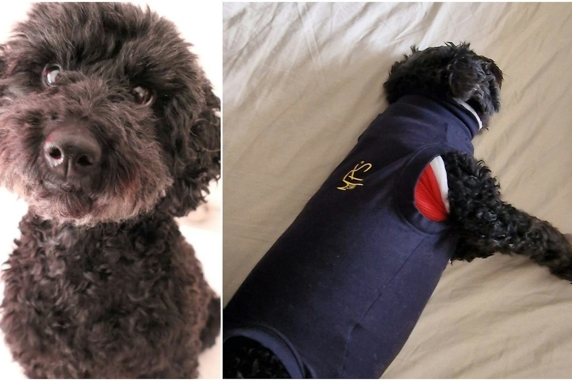 „Meine Hündin wurde gestern so massiv von einem anderen Hund gebissen, dass sie eine Not-OP hatte. Die Besitzerin des Hundes, der meine Hündin lebensbedrohlich niedergebissen hat, hat falsche Kontaktdaten gegeben. Deswegen wäre ich für Hilfe dankbar“, schreibt die Facebookuserin Debora Antmann in der Gruppe Hunde&Berlin.