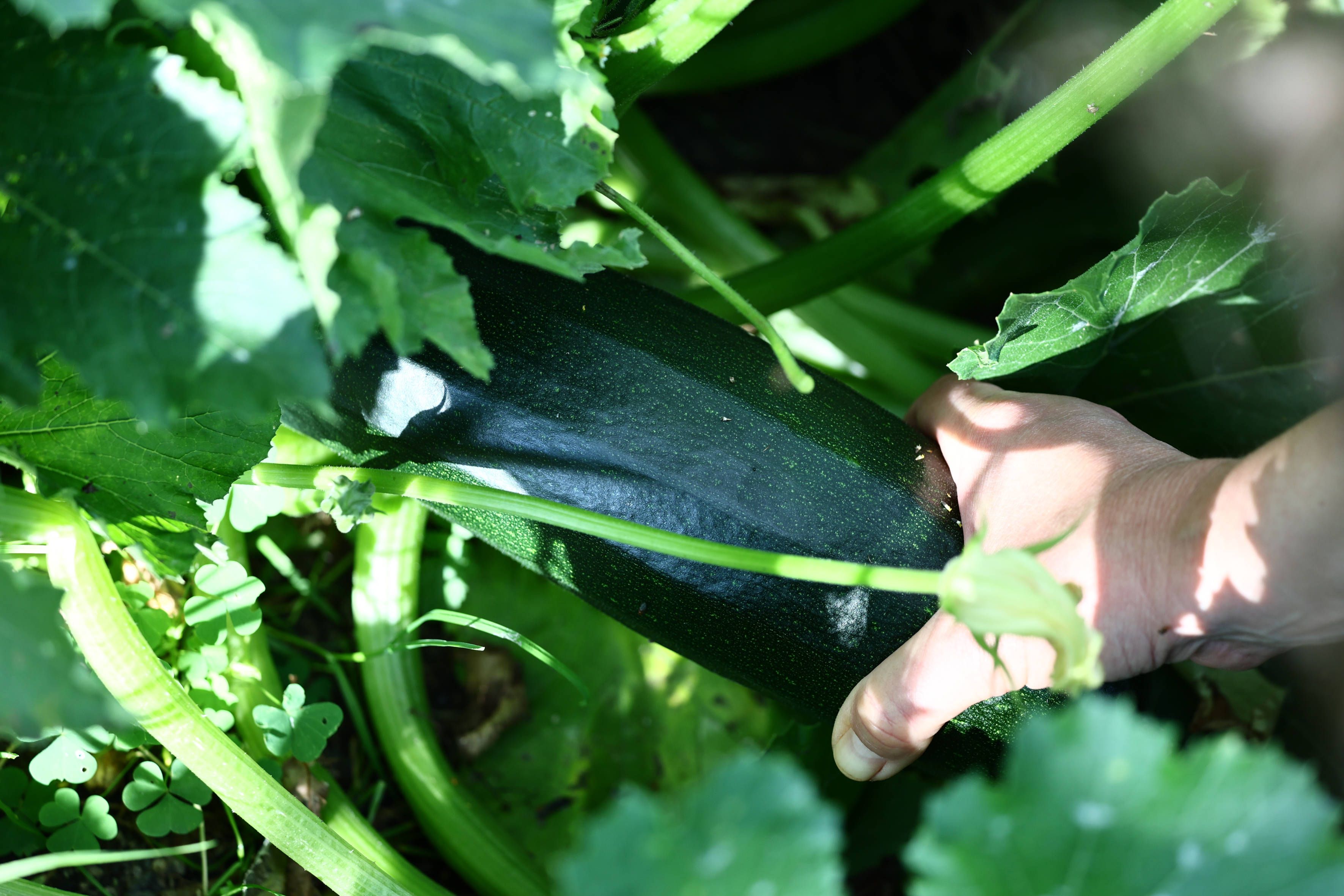 Gefahr bei großer Hitze! So erkennen Sie, ob Ihre Zucchini giftig sind