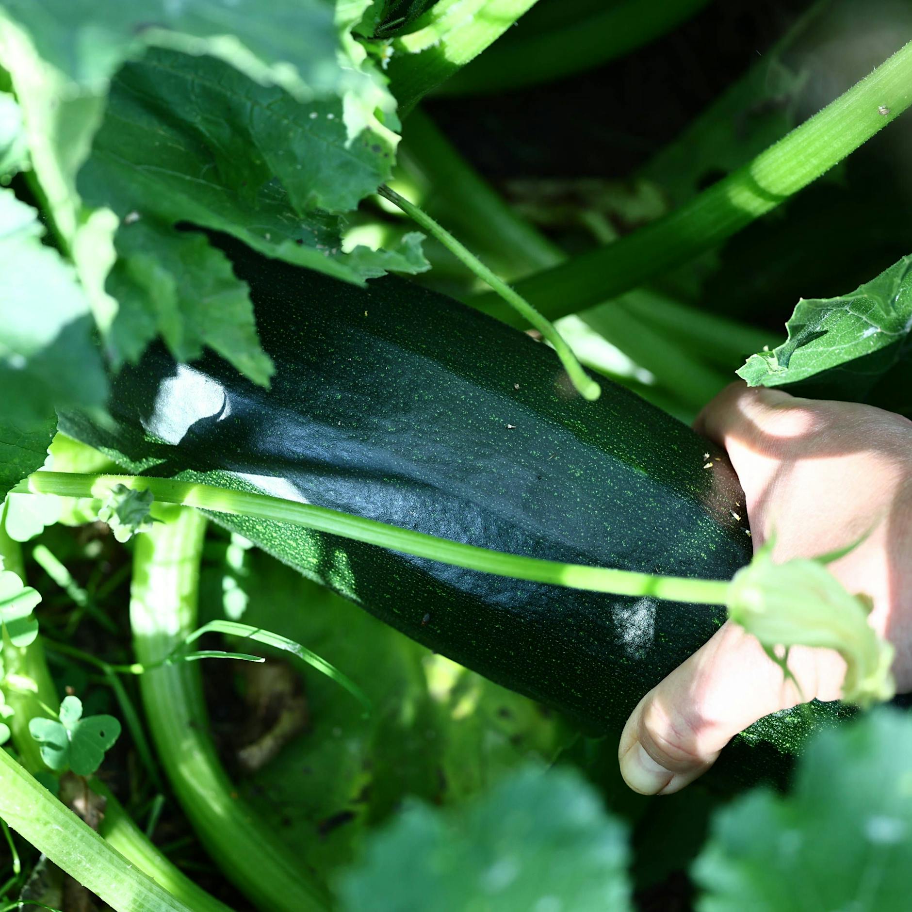 Gefahr bei großer Hitze! So erkennen Sie, ob Ihre Zucchini giftig sind