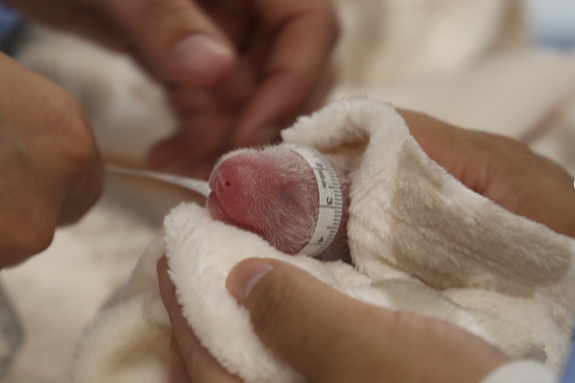 Panda-Mama Meng Meng sorgt zum zweiten Mal für Nachwuchs. Nackt, blind und taub: Doch die Kleinen sind nach der Geburt wohlauf.