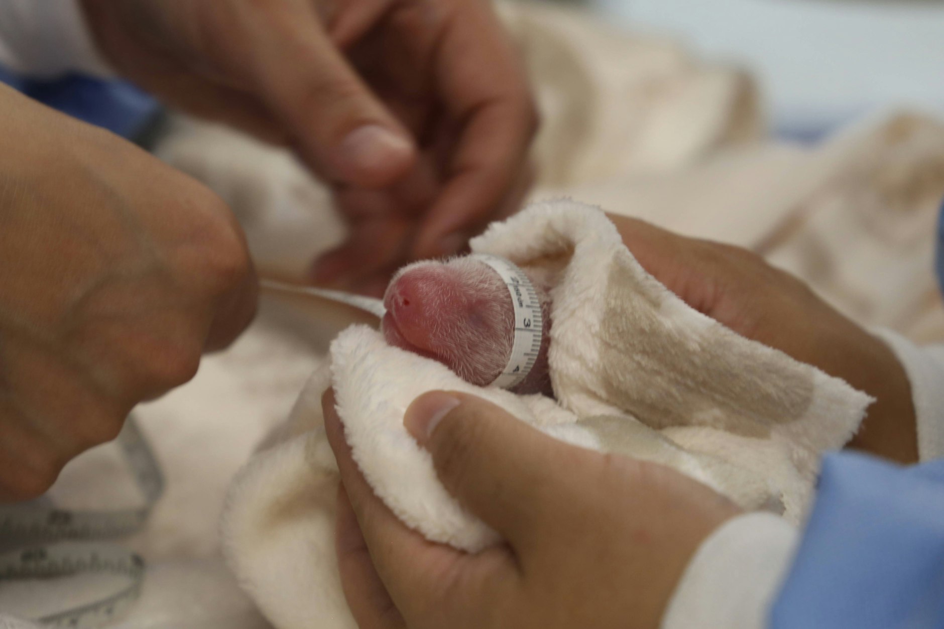 Die beiden Panda-Babys wogen bei der Geburt 169 und 136 Gramm und waren 14 Zentimeter lang.