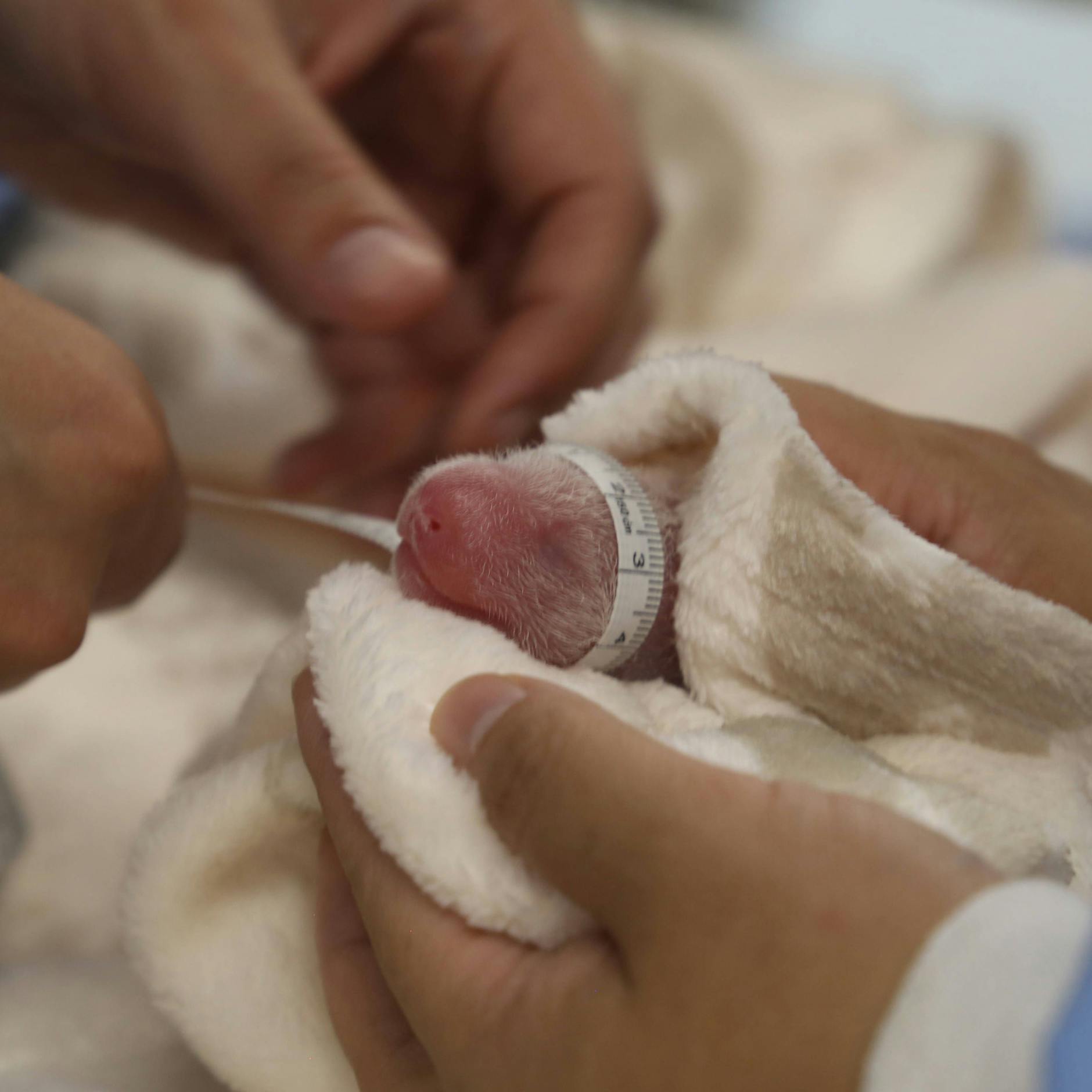 Panda-Babys: Was der Berliner Zoo tut, damit beide Jungtiere überleben