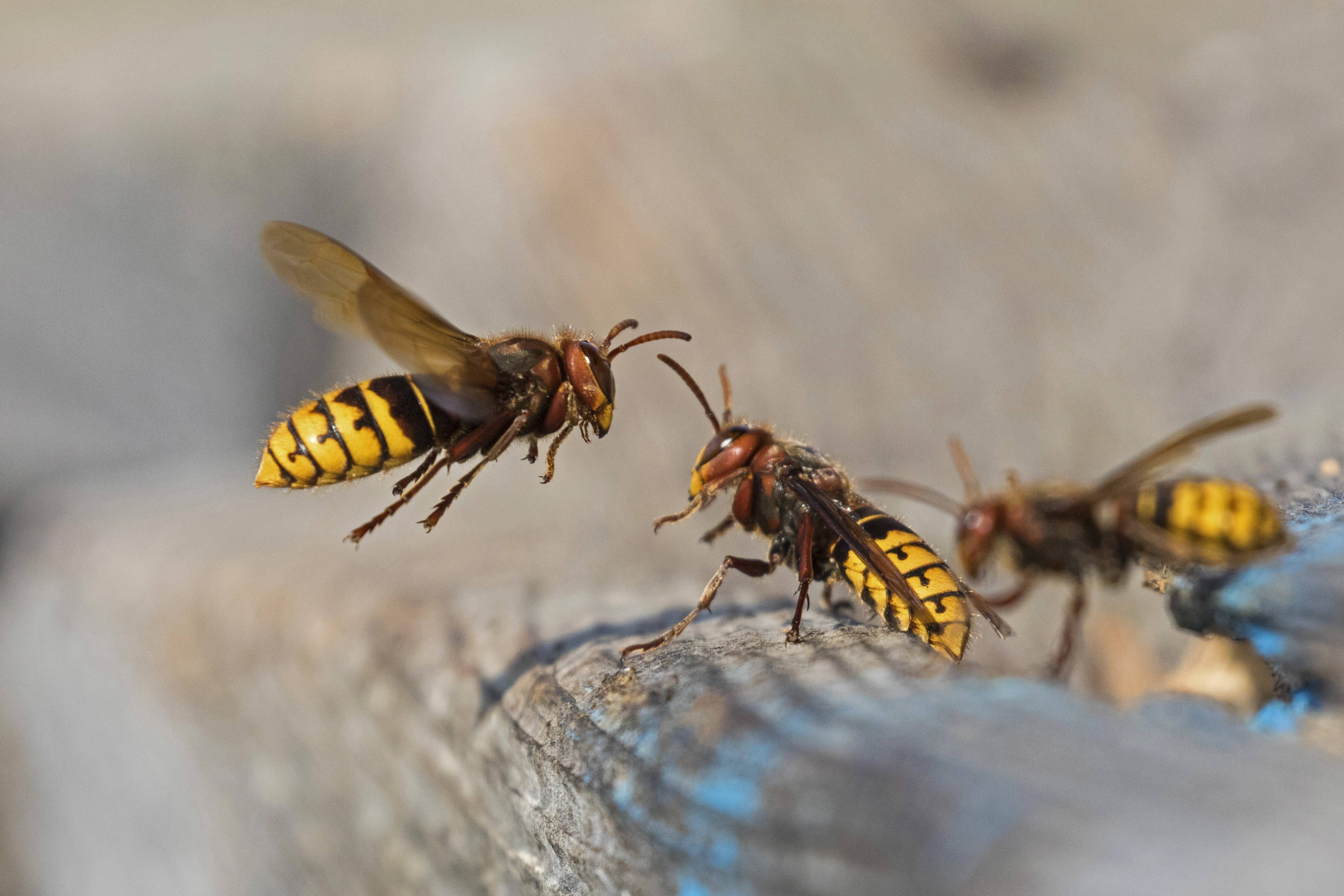 Wespen-Hochsaison beginnt: So verhindern Sie schmerzhafte Stiche!