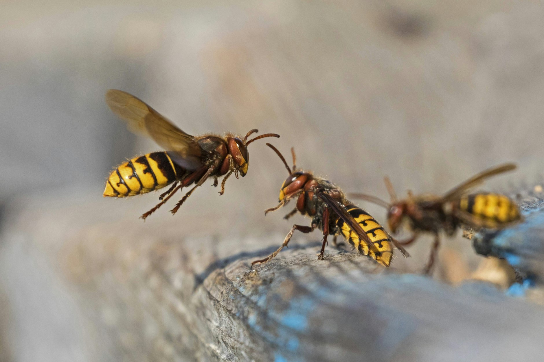 In diesem Jahr gibt es bisher weniger Wespen als gewohnt.