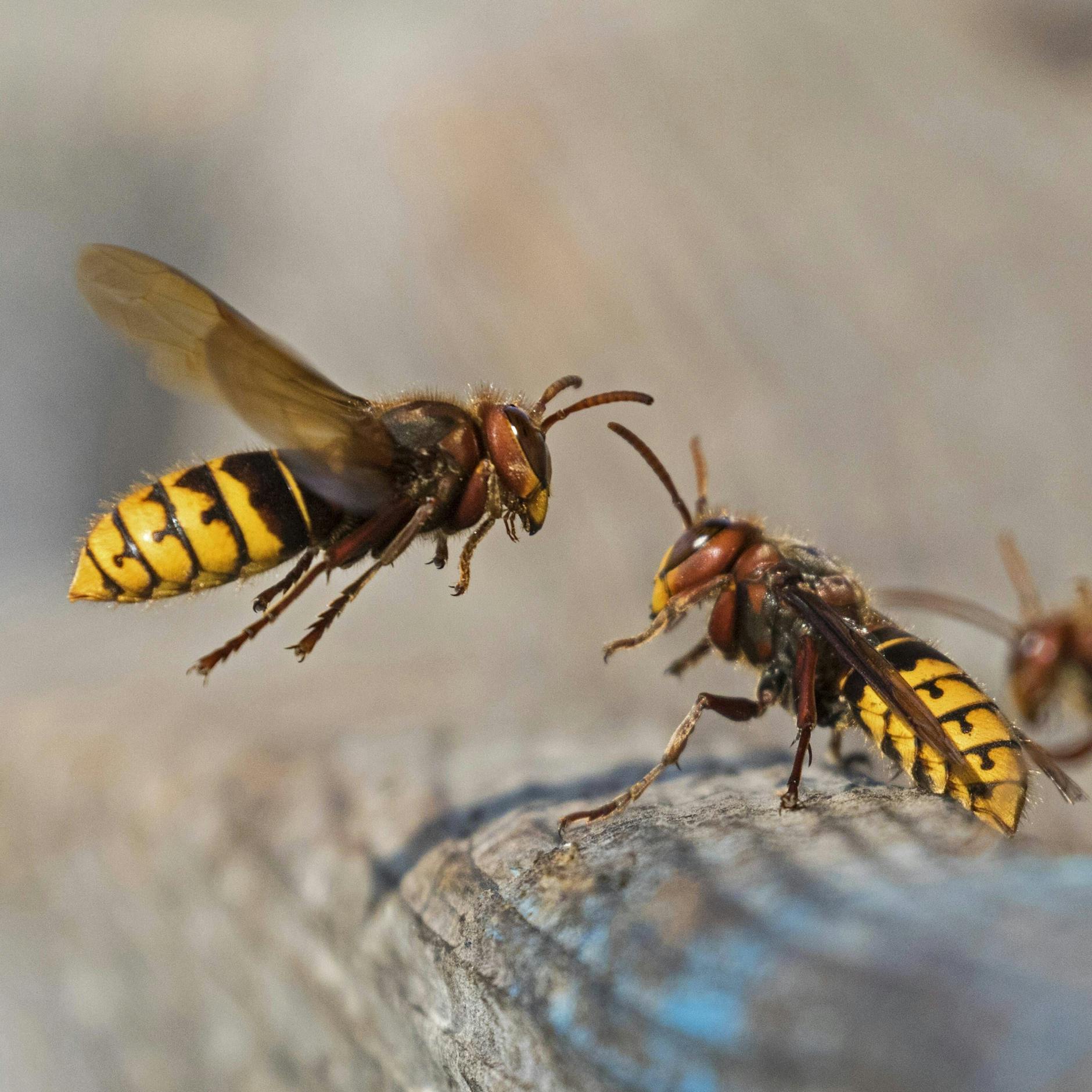 Wespen-Hochsaison beginnt: So verhindern Sie schmerzhafte Stiche!