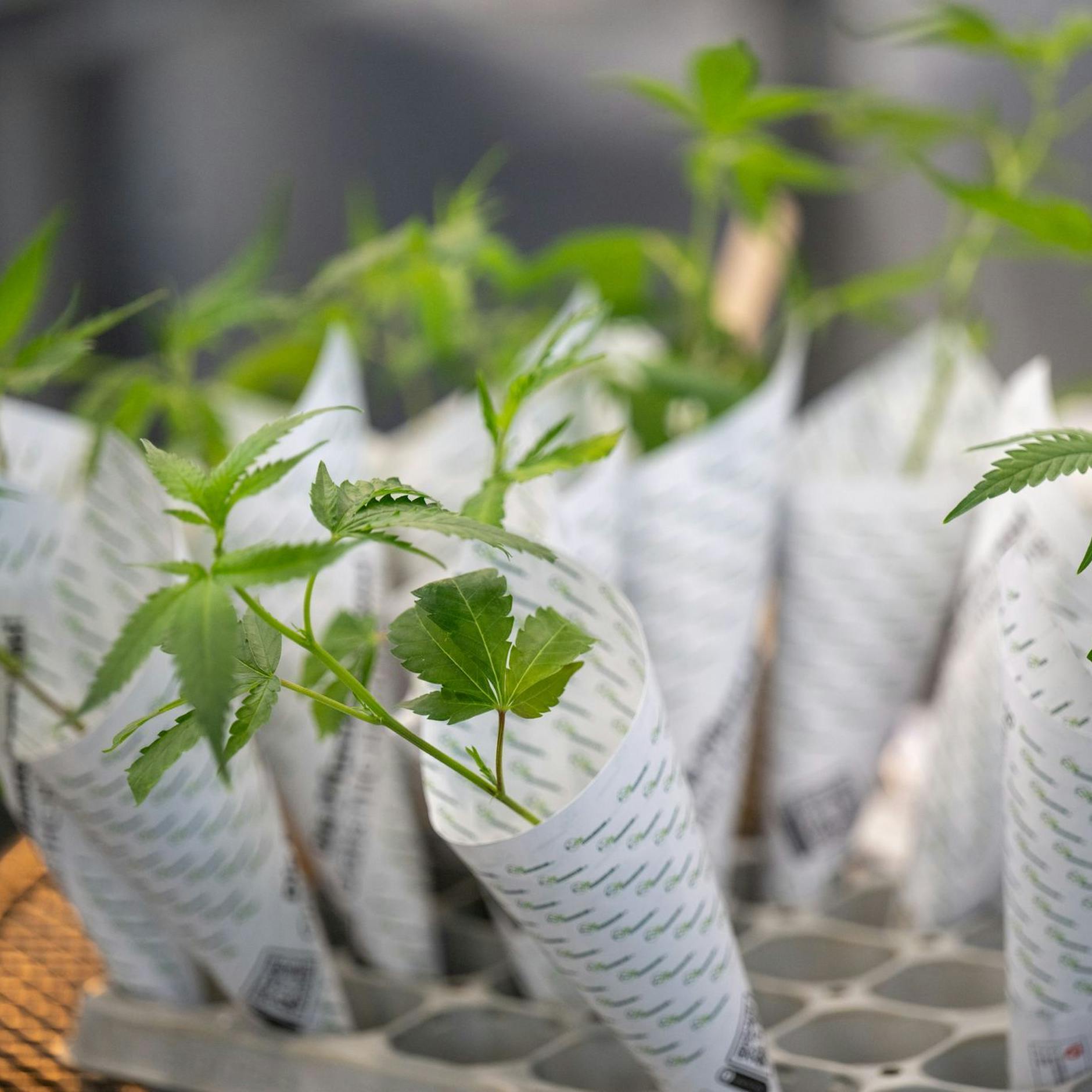 Image - Cannabis: Erster Berliner Anbauverein in Marzahn-Hellersdorf genehmigt