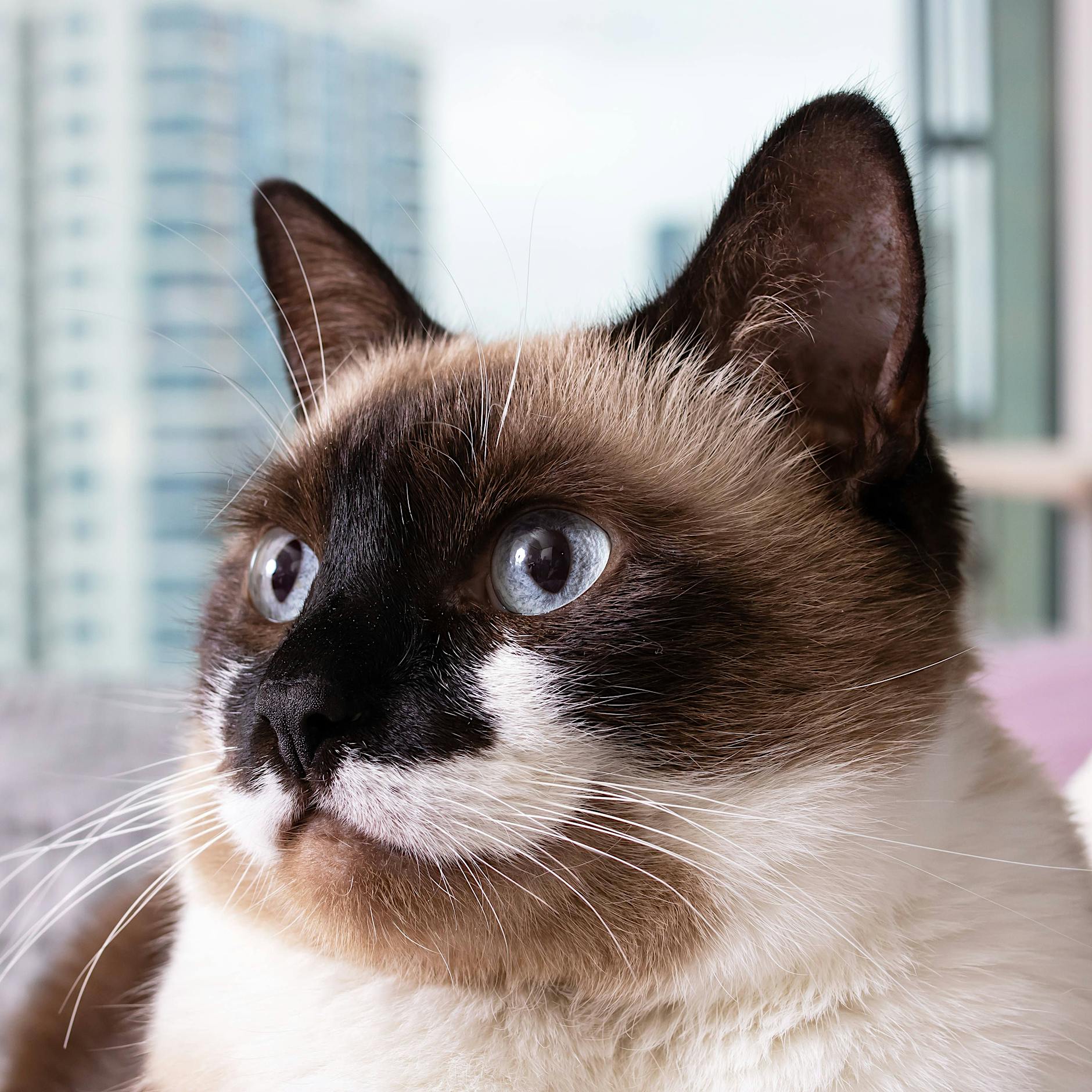 Berlin-Mitte: Ordnungsamt holt 18 Siamkatzen aus verwahrloster Wohnung