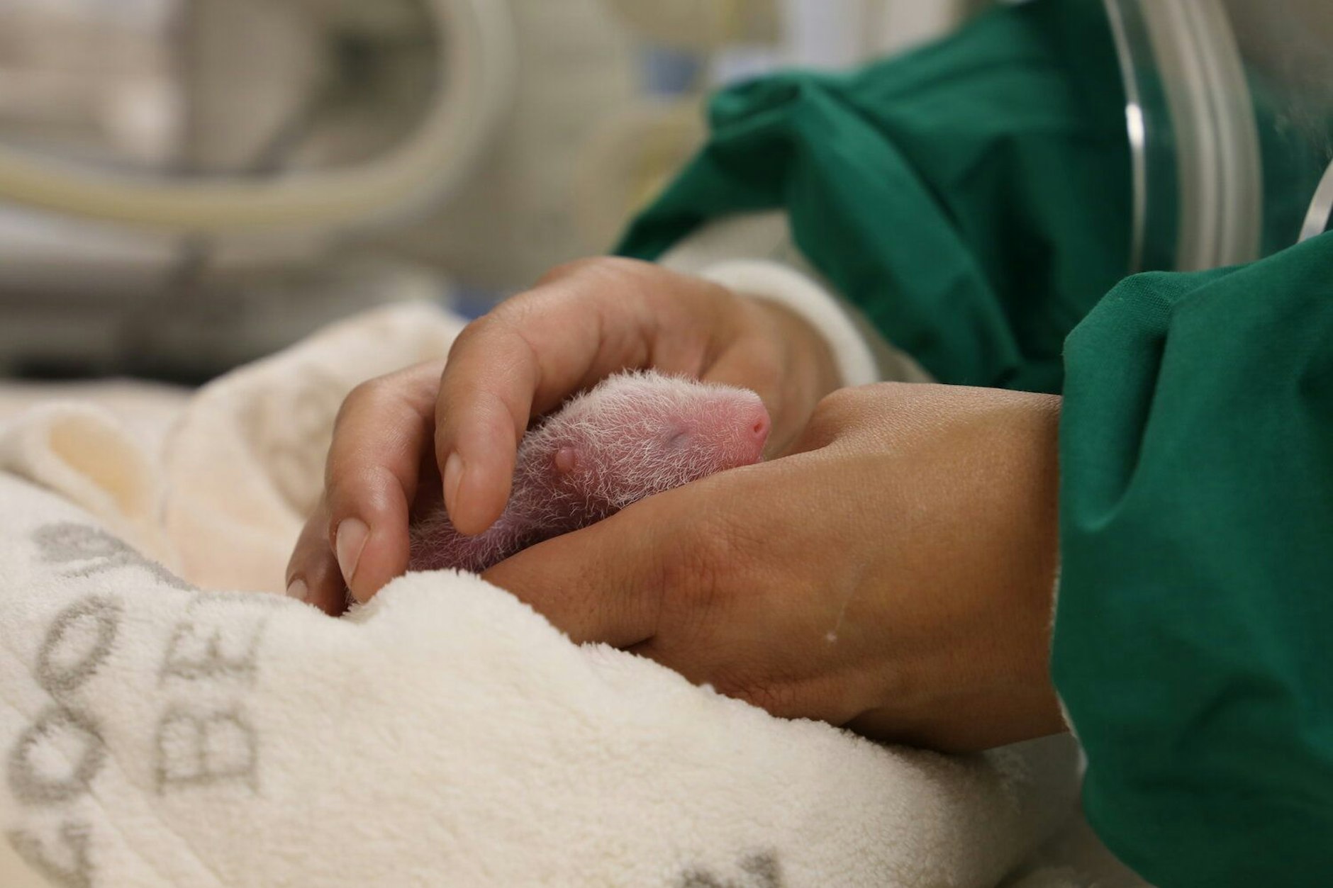 Tag und Nacht werden die Panda-Zwillinge von dem erfahrenen Panda-Team des Zoos und der Chengdu Panda Base versorgt.