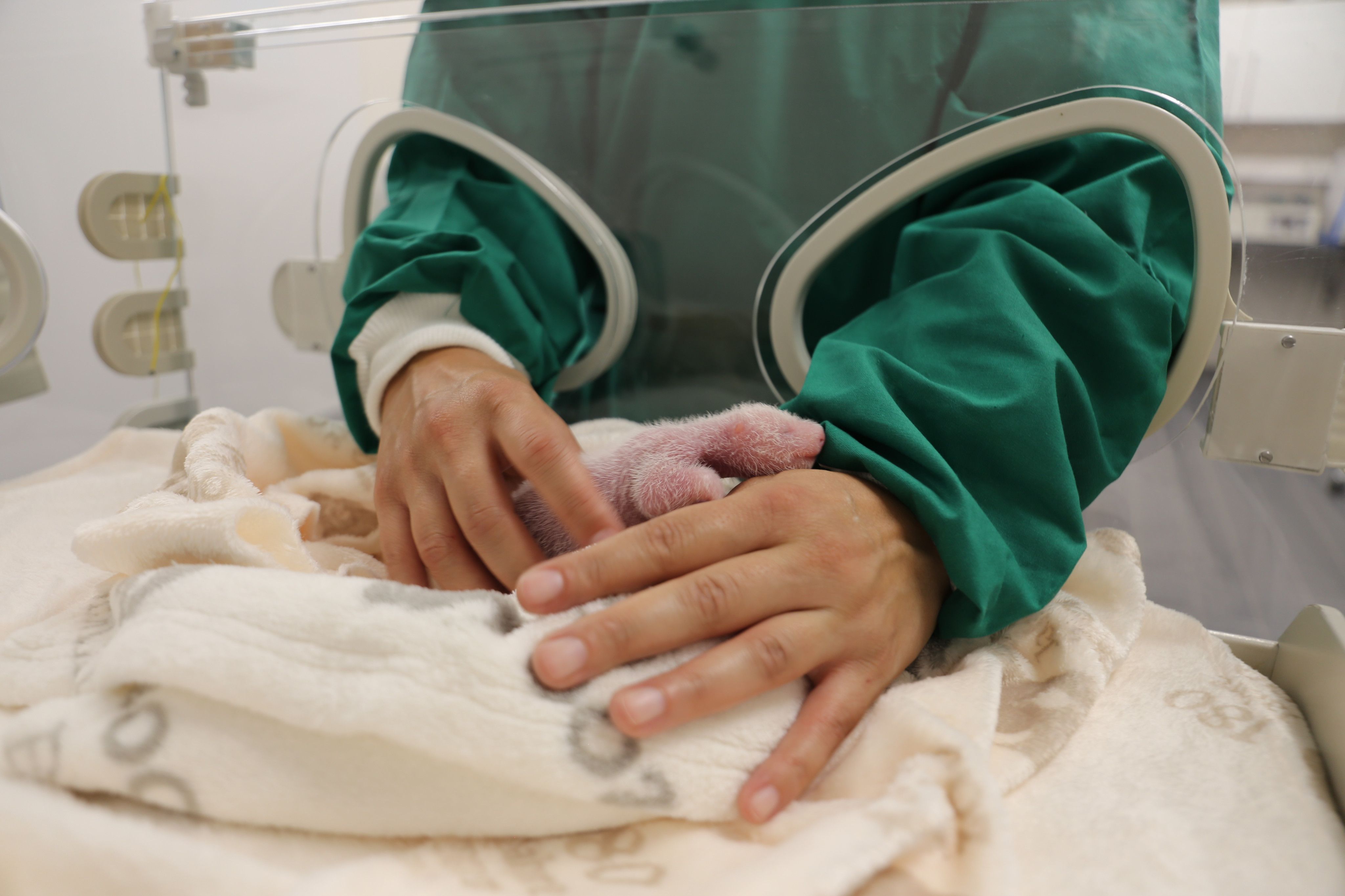 Panda-Babys im Berliner Zoo: Dank Mamas Milch gesund und kräftig