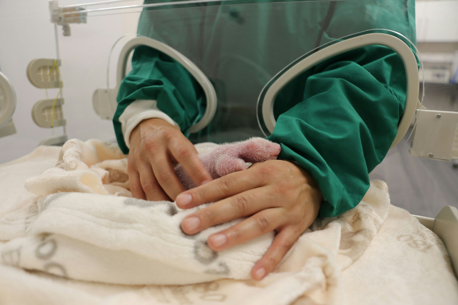 Die Panda-Babys im Zoo Berlin sind noch richtig winzig. Aber sie wachsen bereits und werden kräftiger.