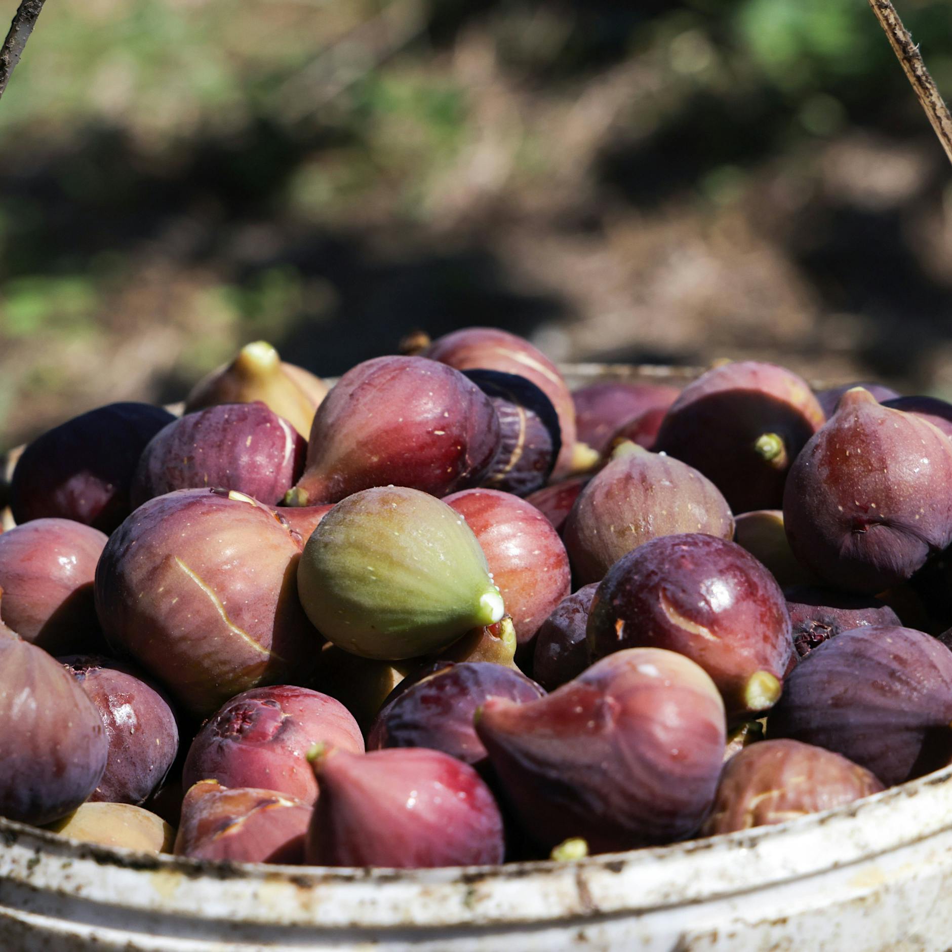 Rezept für Feigen aus dem Ofen: Ein saisonaler Genuss!