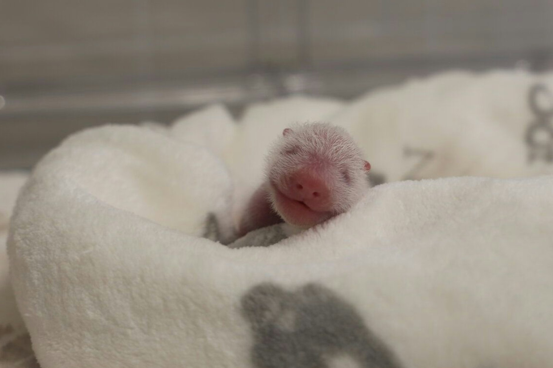 Blind und fast nackt: So sehen die kleinen Pandas noch aus.