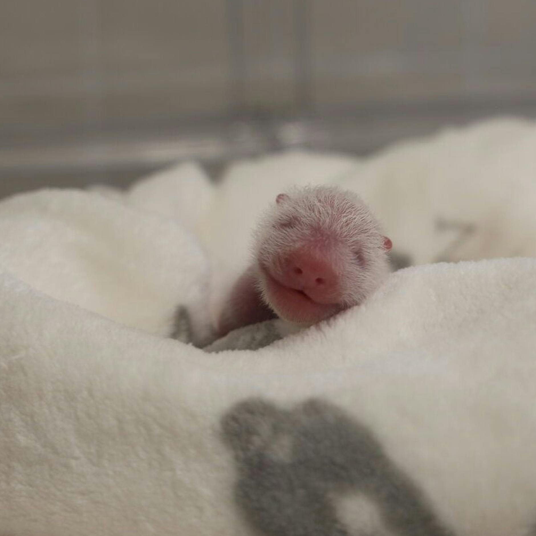 Image - Panda-Babys im Zoo Berlin: Neue Fotos und Video
