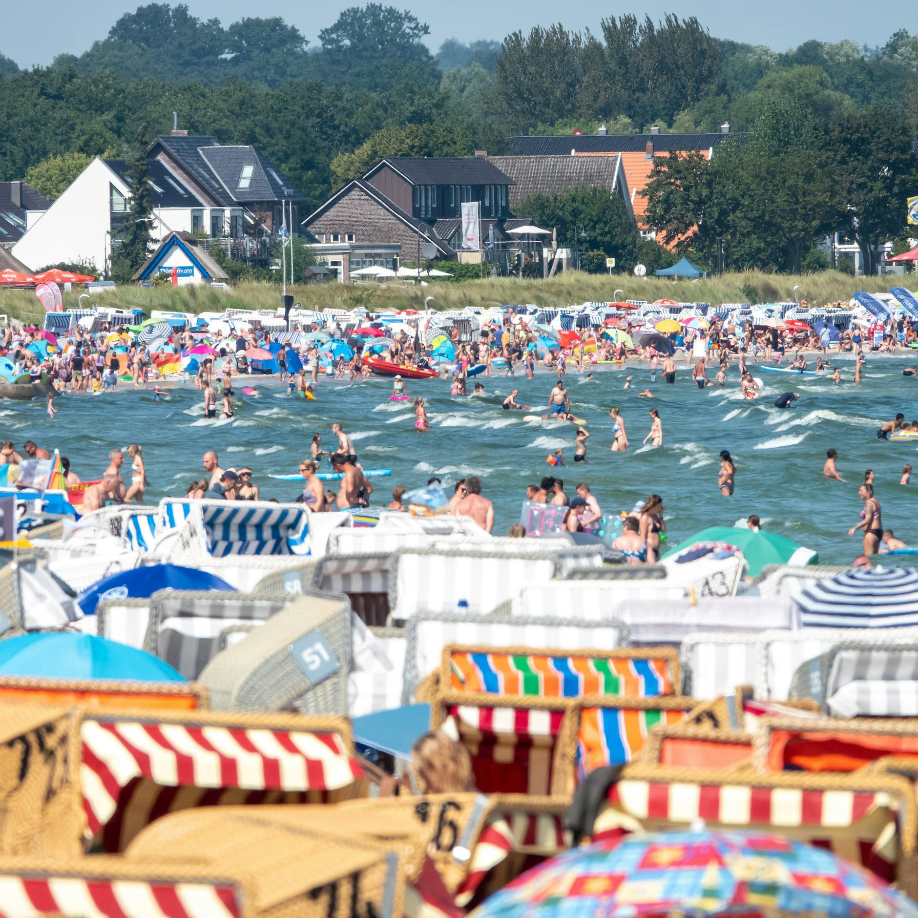 Image - Feuerquallen in der Ostsee: 220 Badegäste an einem Tag verletzt