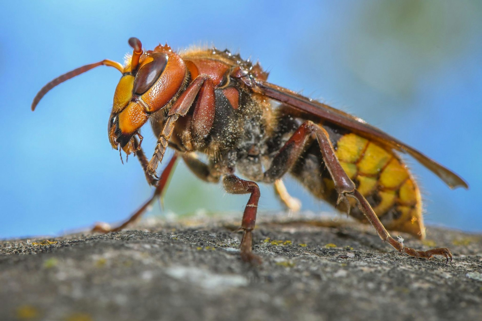 Eine Hornisse (Vespa crabro) ist auf einem Stein in einem Garten im Brandenburgischen Sieversdorf gelandet.