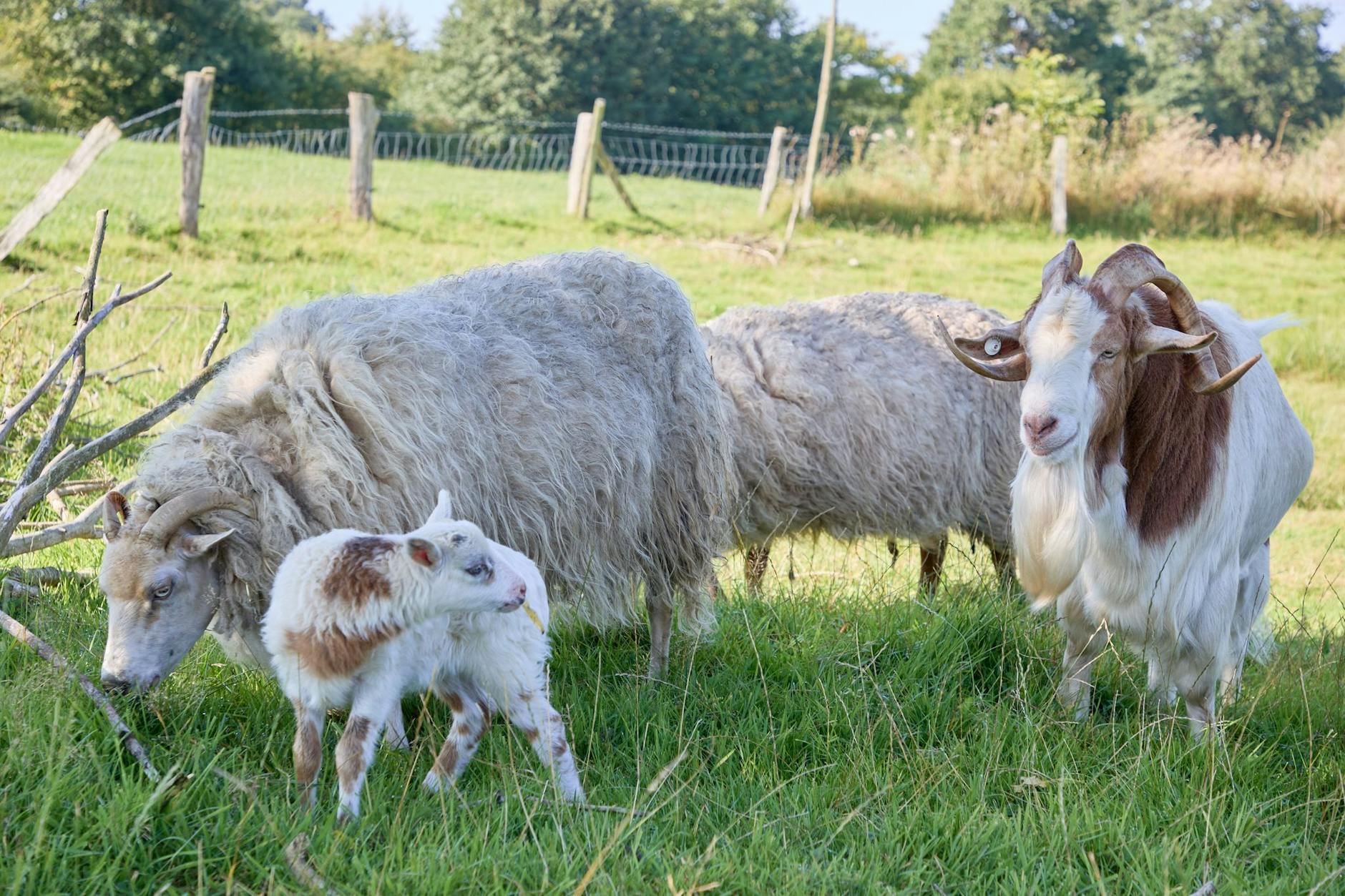 Schaf-Mama «Selma» (l), das Junge Lämmchen-Zicklein «Flumo» und Ziegenbock «Rune» (r) stehen auf einer Wiese. Das ein Schaf und eine Ziege eine mutmaßlich “Schiege“ zeugen, ist ungeheuer selten.