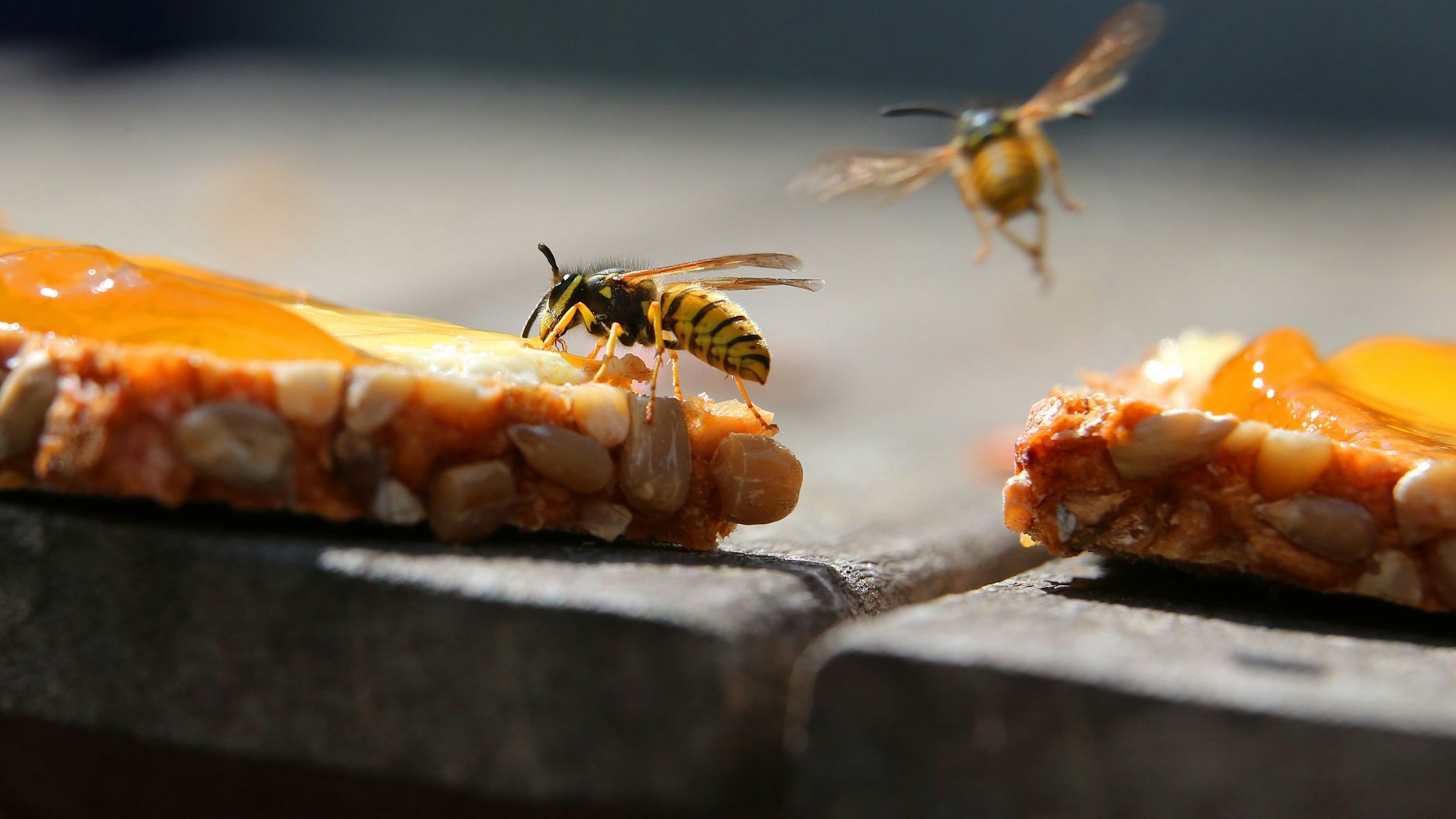 Wespen machen sich über ein Marmeladenbrot her. Aber wie wird man sie wieder los?