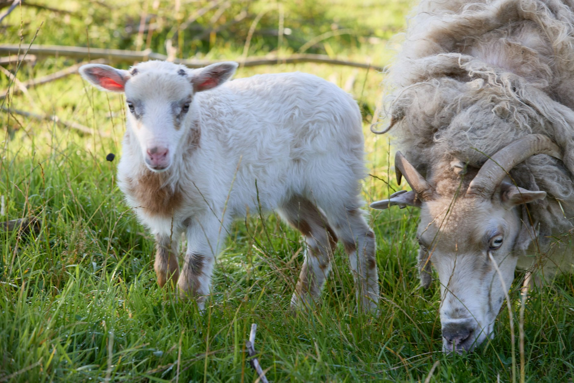 Das Lamm-Zicklein Flumo ist mutmaßlich eine Schiege. Es wird vermutet, dass der Ziegenbock mit Namen „Rune“ der Vater ist. Die Mutter ist das Schaf „Selma“ (rechts).